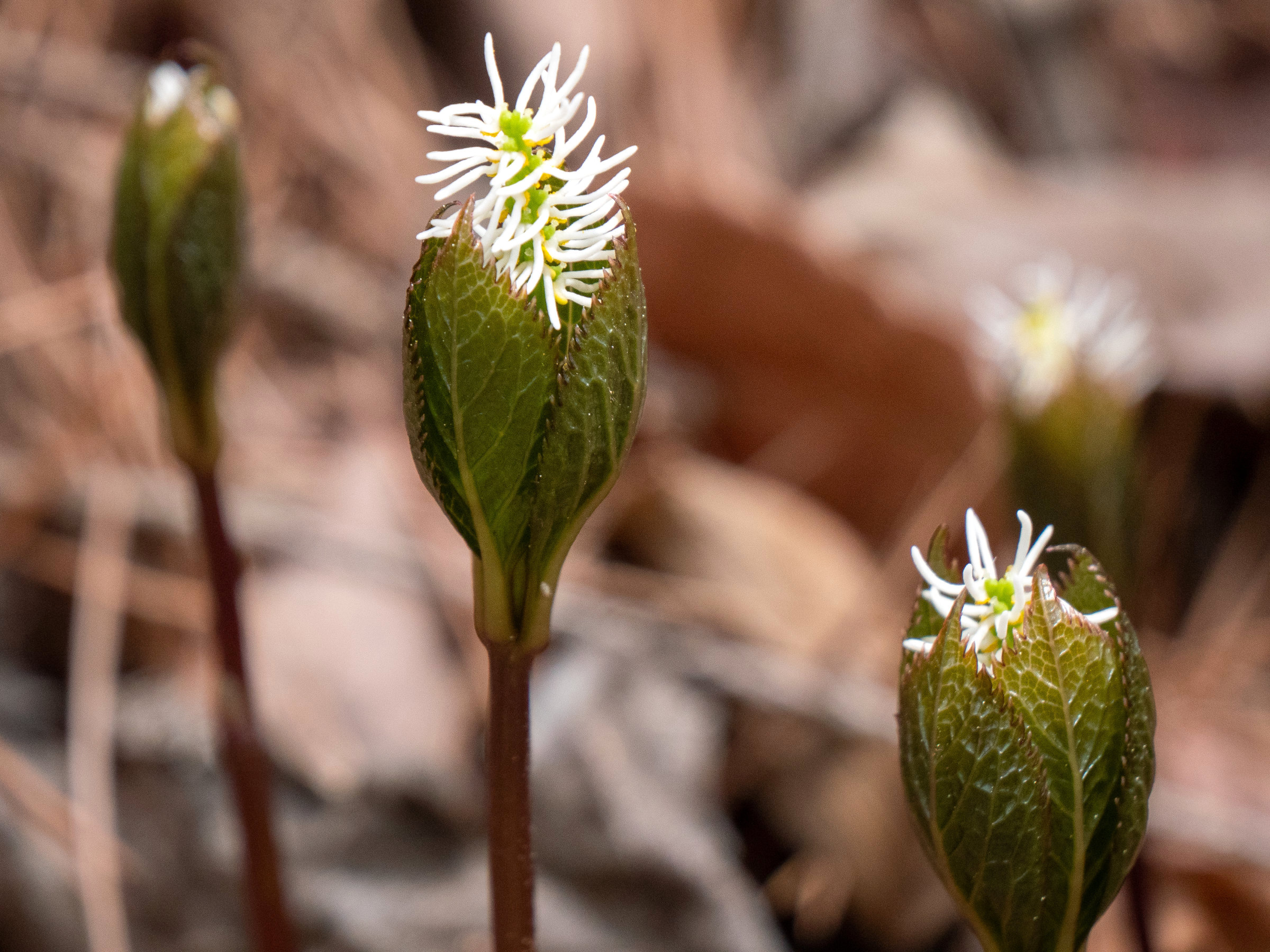 chloranthus_japonicus2sd