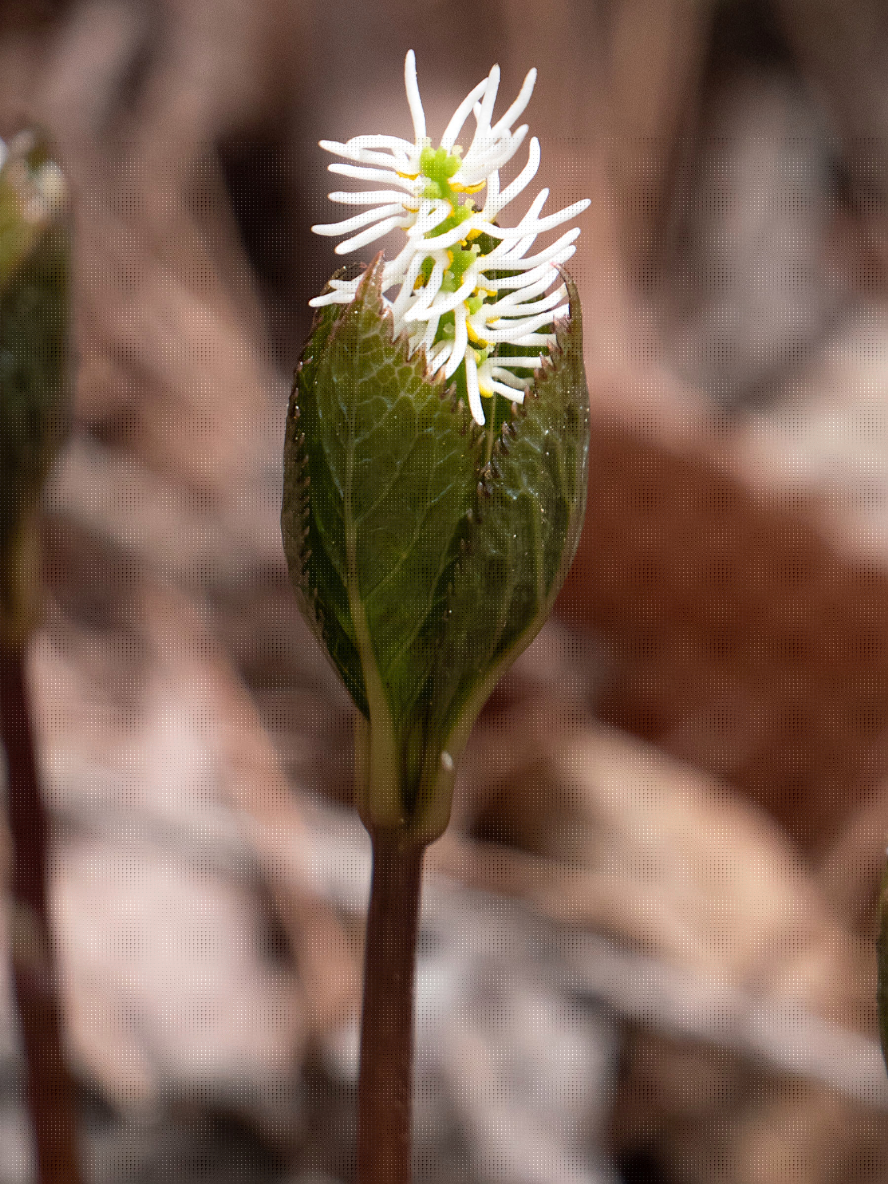 chloranthus_japonicus3sd
