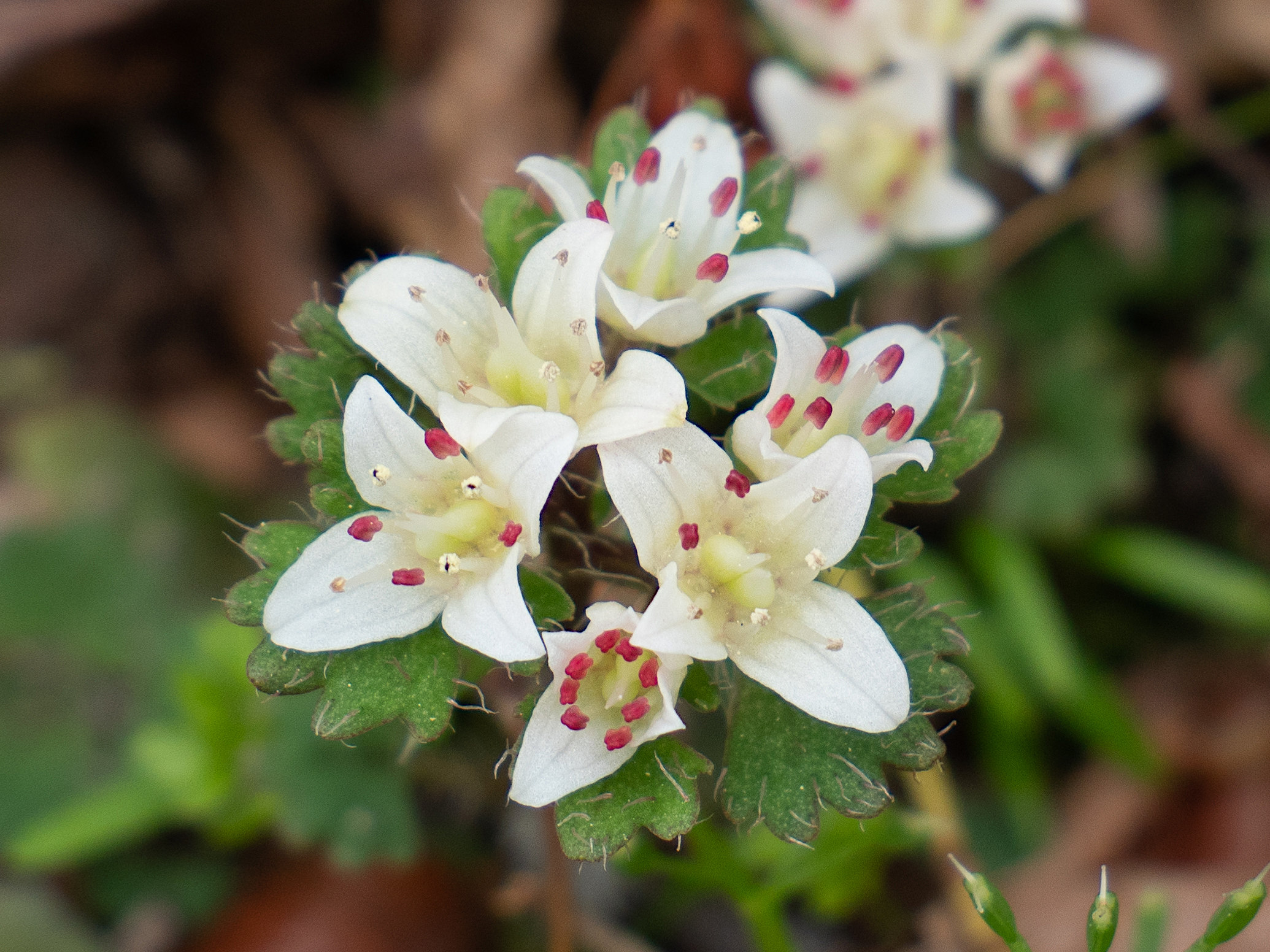 chrysosplenium_album1sd