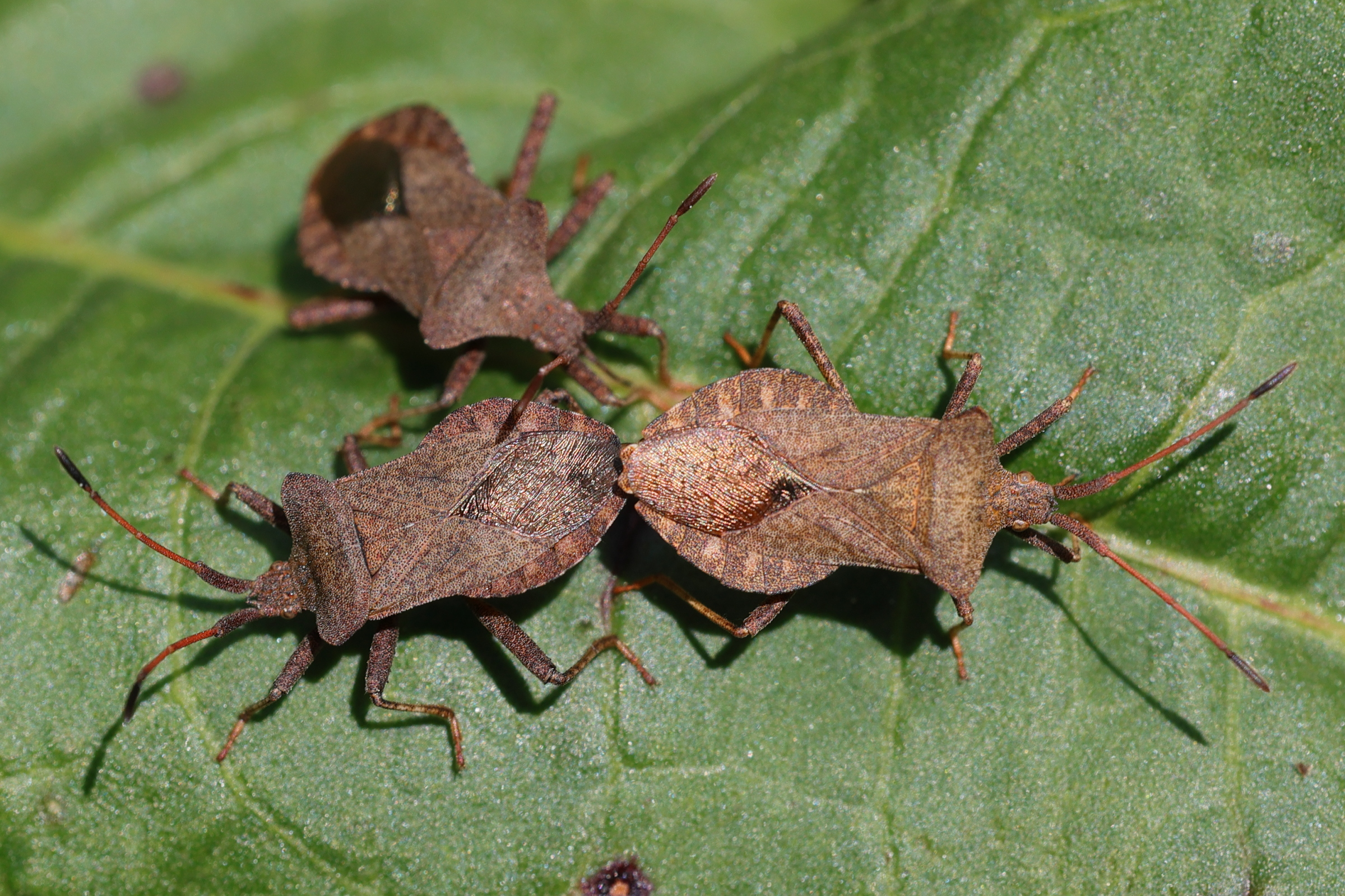 coreus_marginatus7md