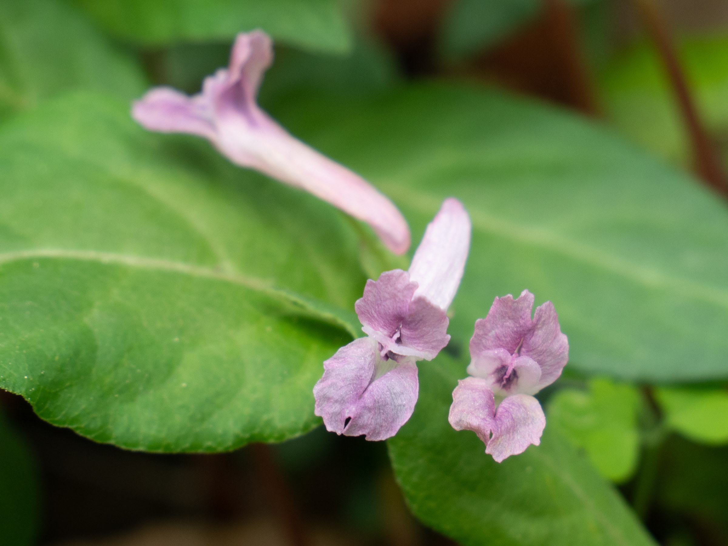 Afficher le média corydalis_yanhusuo1sd corydalis_yanhusuo1sd