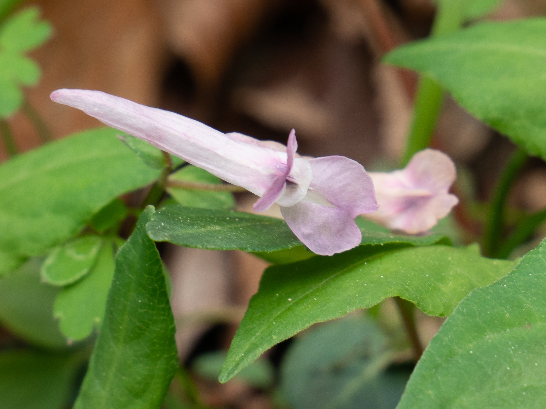 Afficher le média corydalis_yanhusuo2sd corydalis_yanhusuo2sd