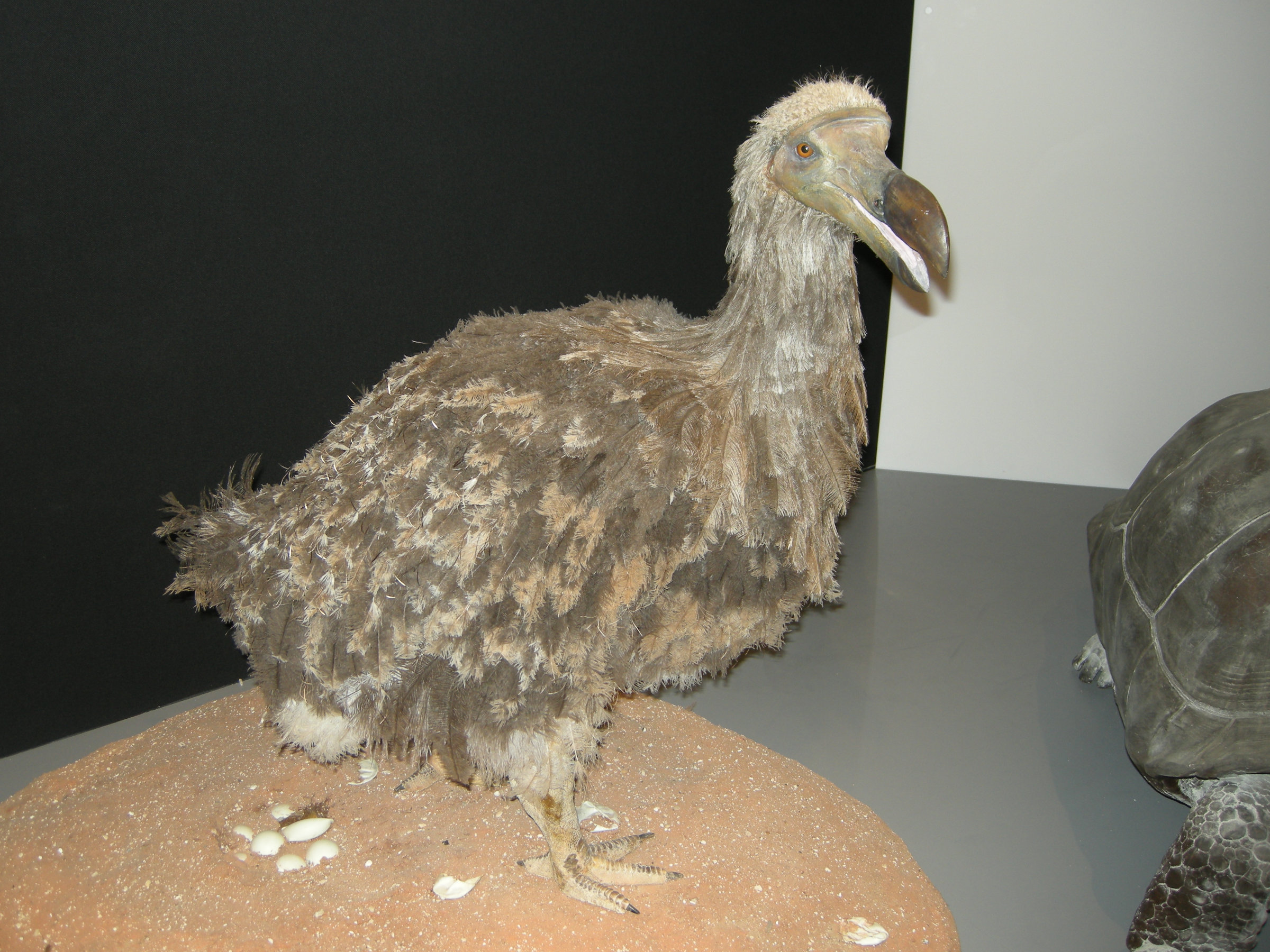 dronte_de_maurice_-_raphus_cucullatus1bdjpg