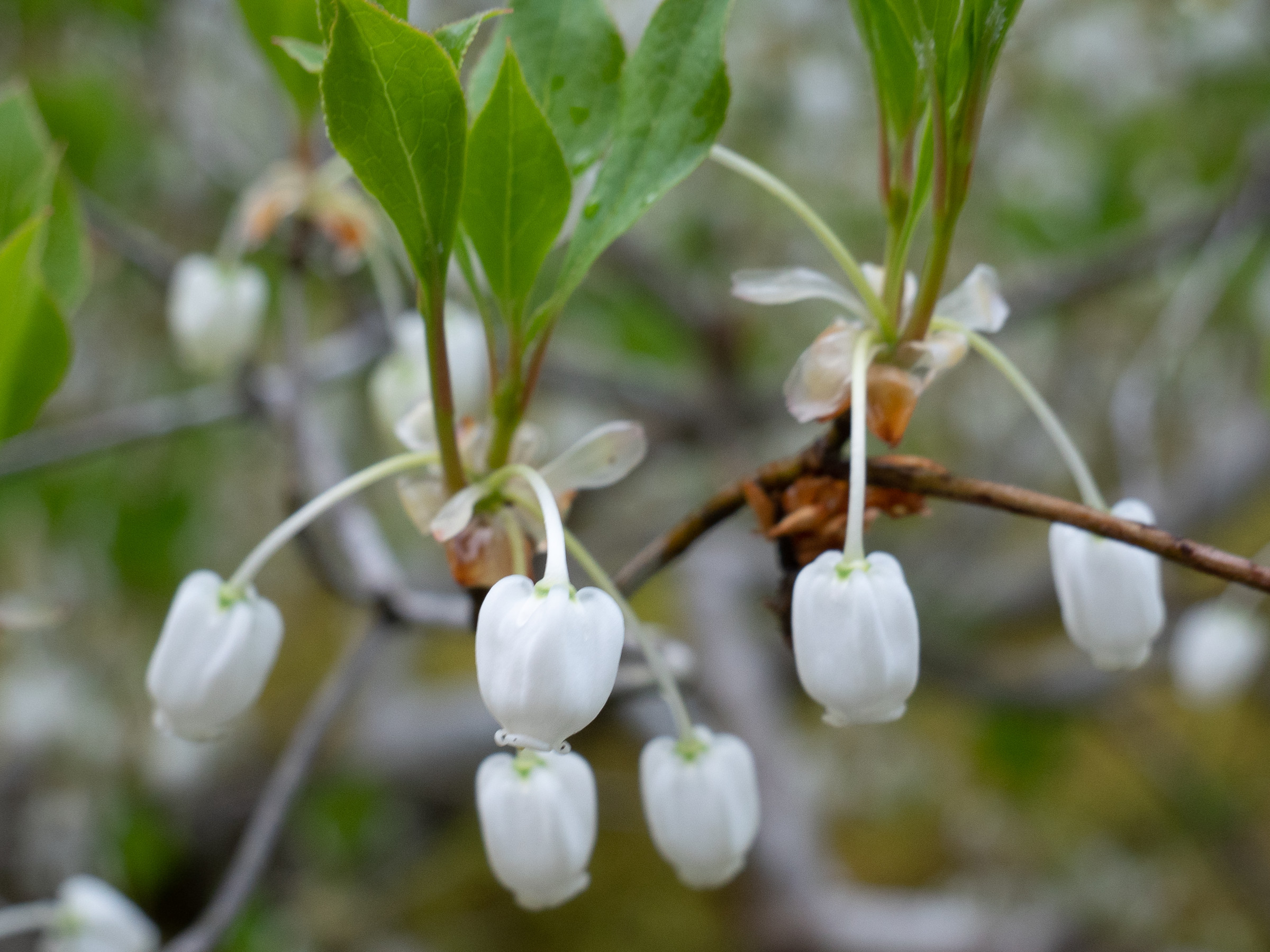 enkianthus_perulatus1sd
