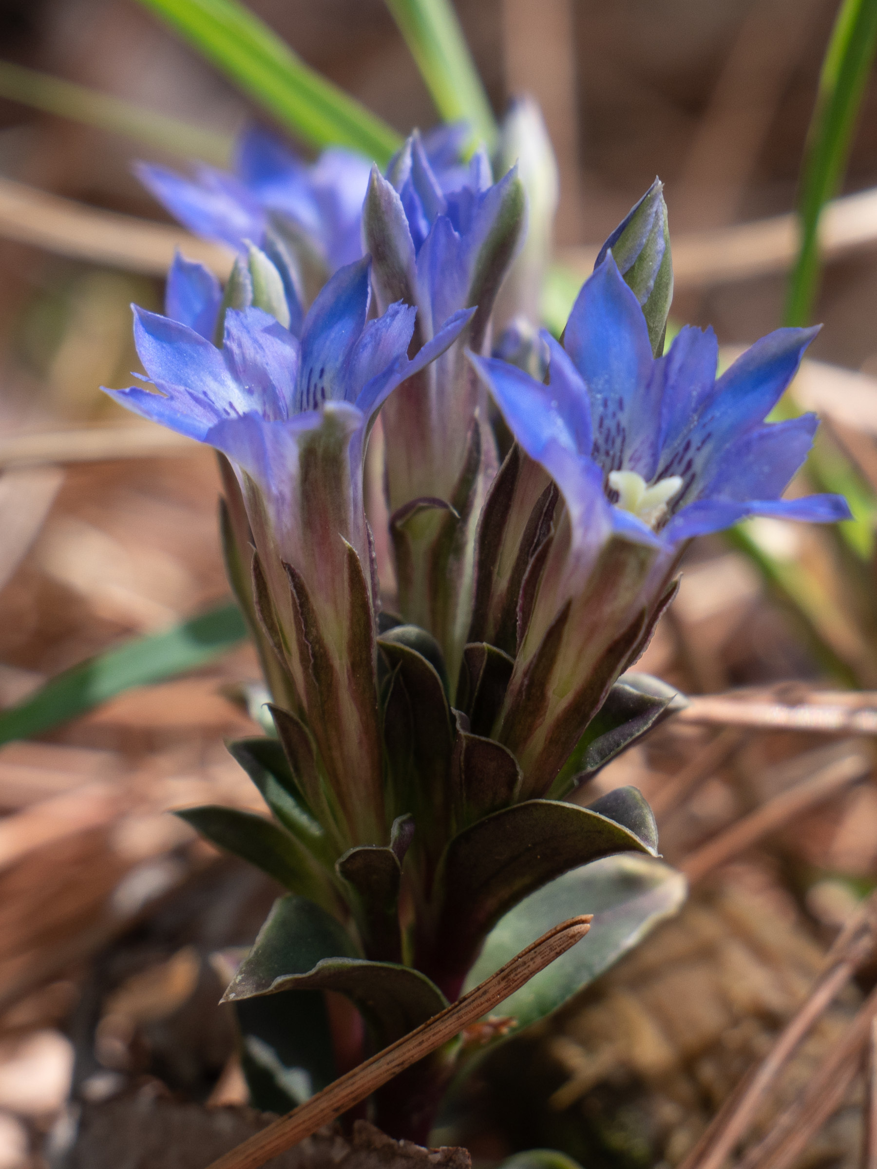 gentiana_zollingeri2sd