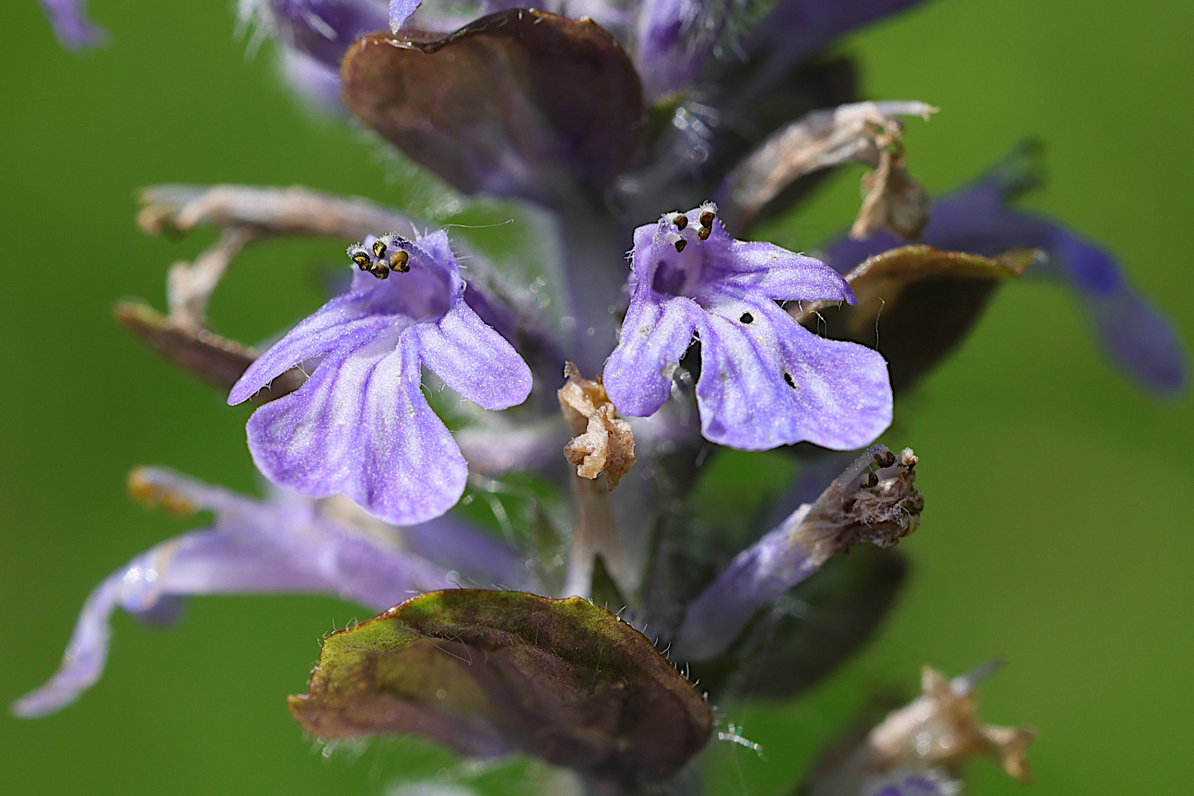 ajuga_reptans4bmd