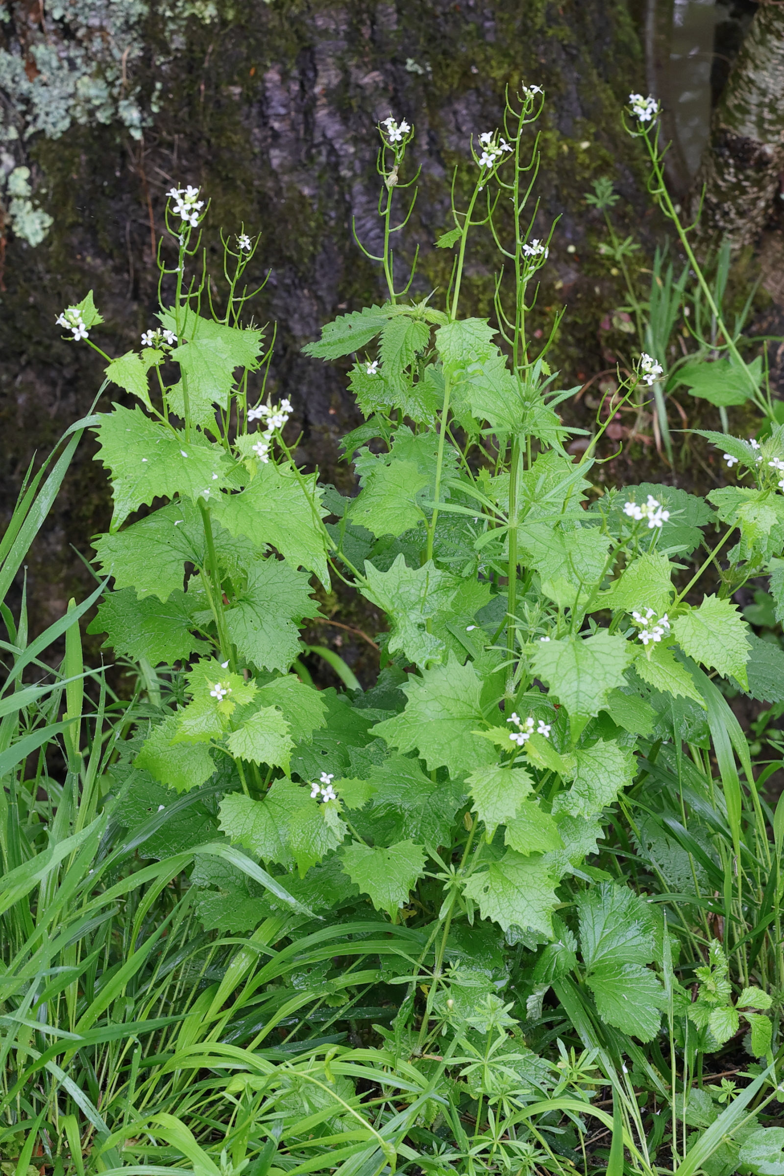 Afficher le média alliaria_petiolata6md alliaria_petiolata6md