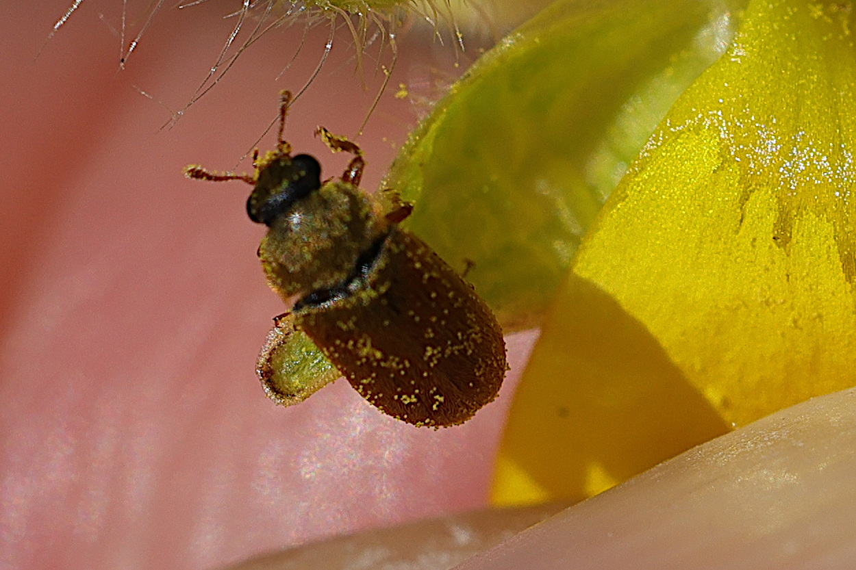 byturus_ochraceus2md