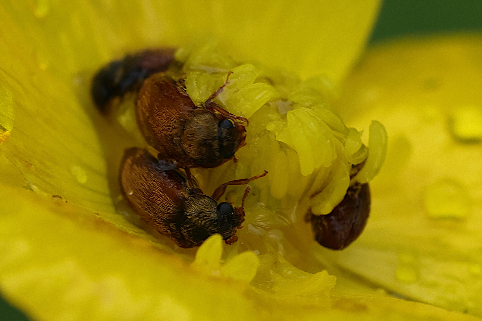 byturus_ochraceus3md