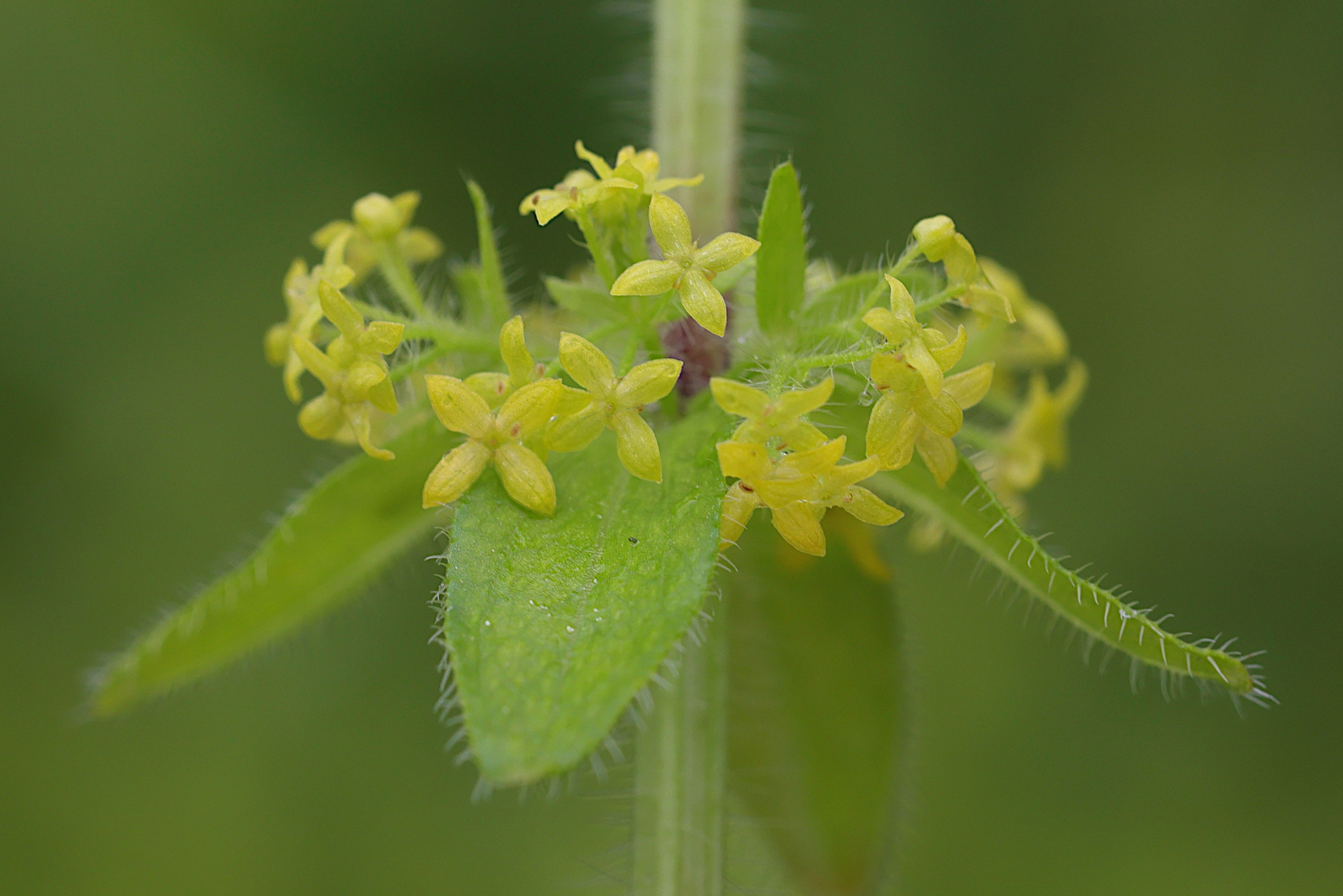 Afficher le média cruciata_laevipes3md cruciata_laevipes3md
