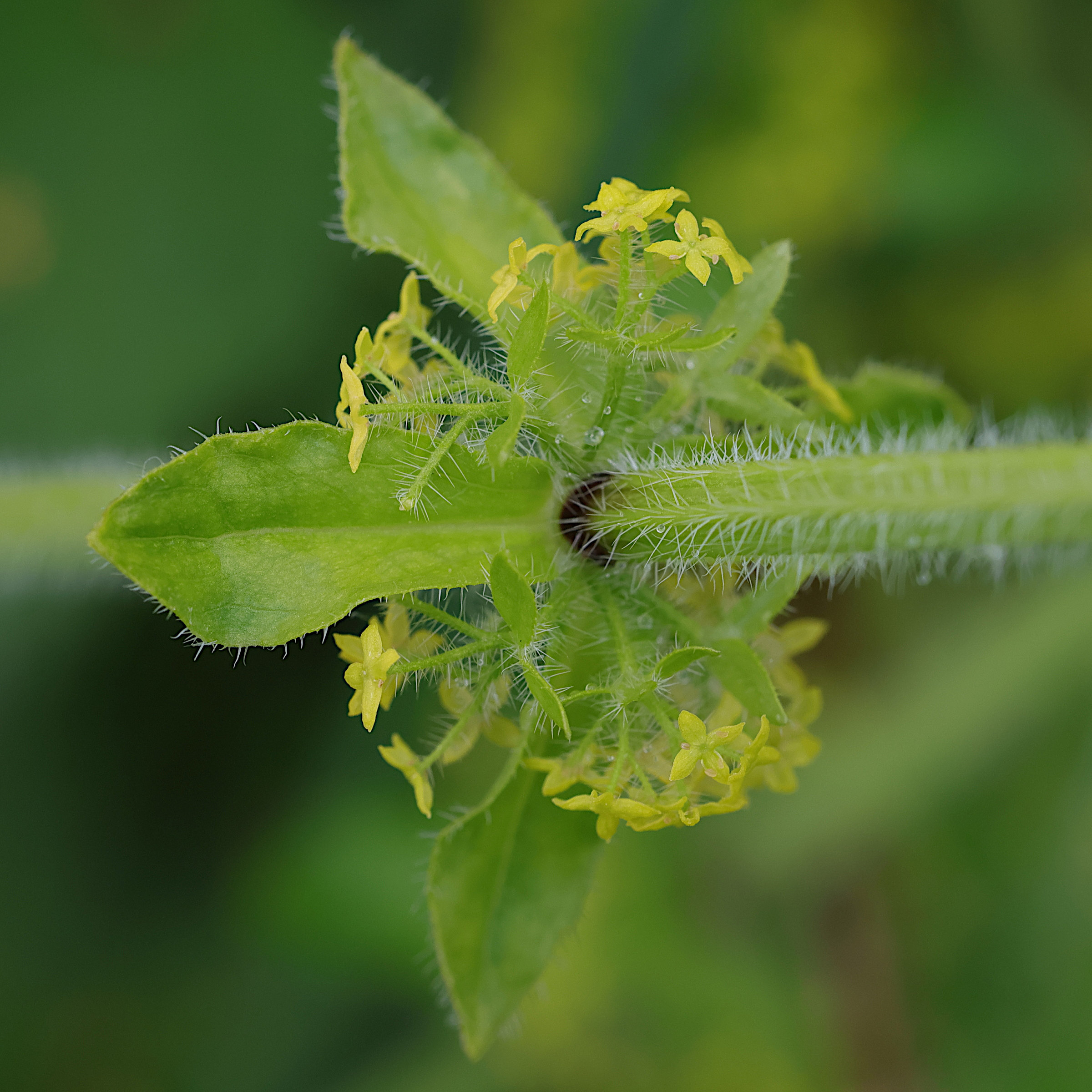 Afficher le média cruciata_laevipes6md cruciata_laevipes6md