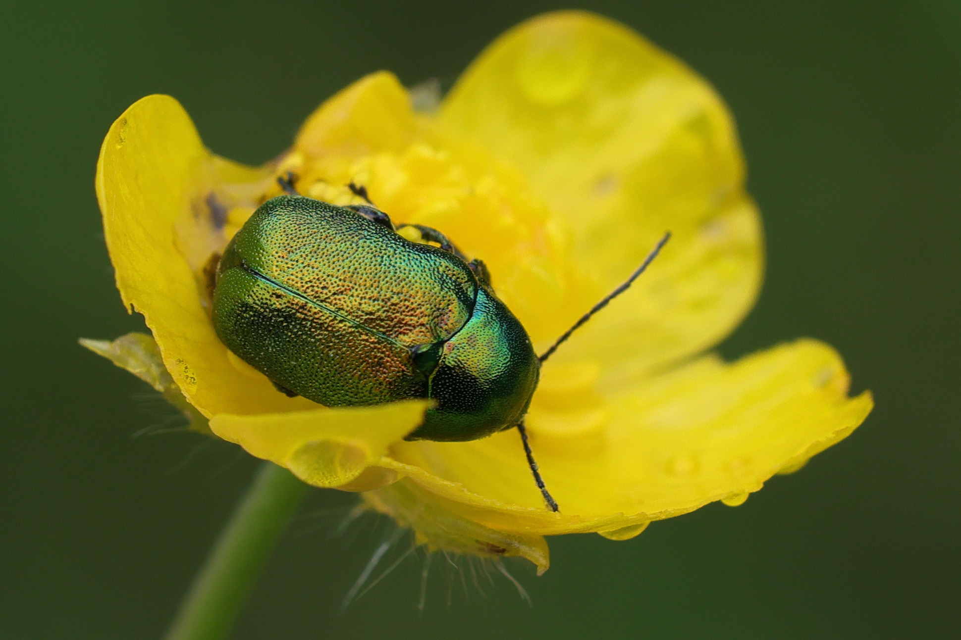 Afficher le média cryptocephalus_aureolus5md cryptocephalus_aureolus5md