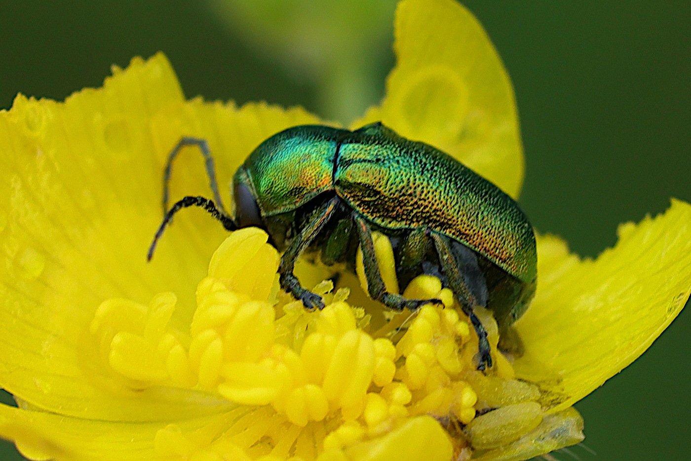 Afficher le média cryptocephalus_aureolus6md cryptocephalus_aureolus6md