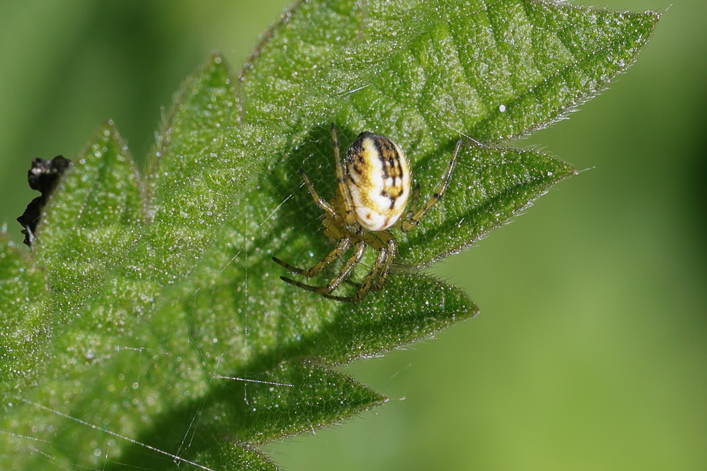 Afficher le média mangora_acalypha3md mangora_acalypha3md