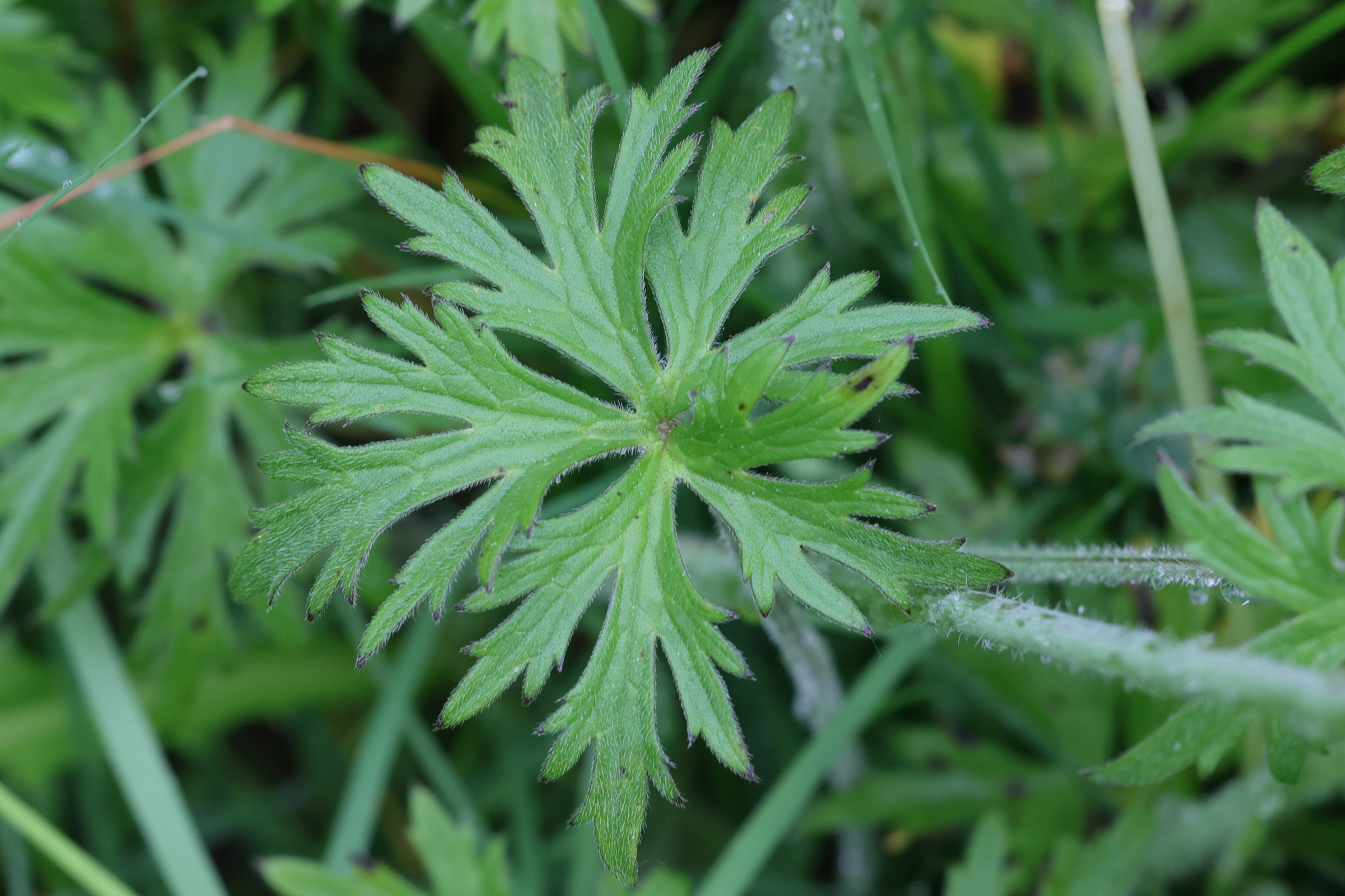 Afficher le média ranunculus_acris8md ranunculus_acris8md