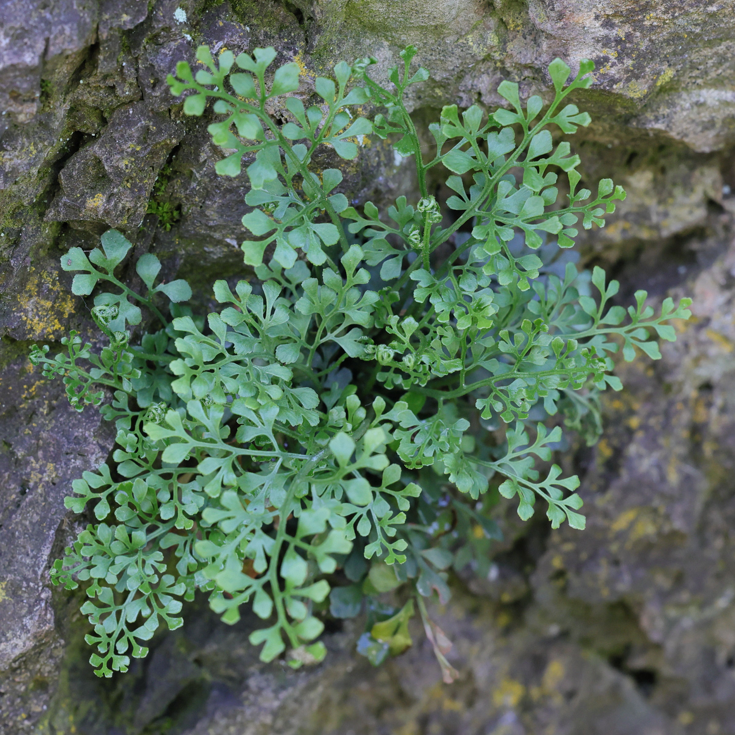 asplenium_ruta-muraria6md