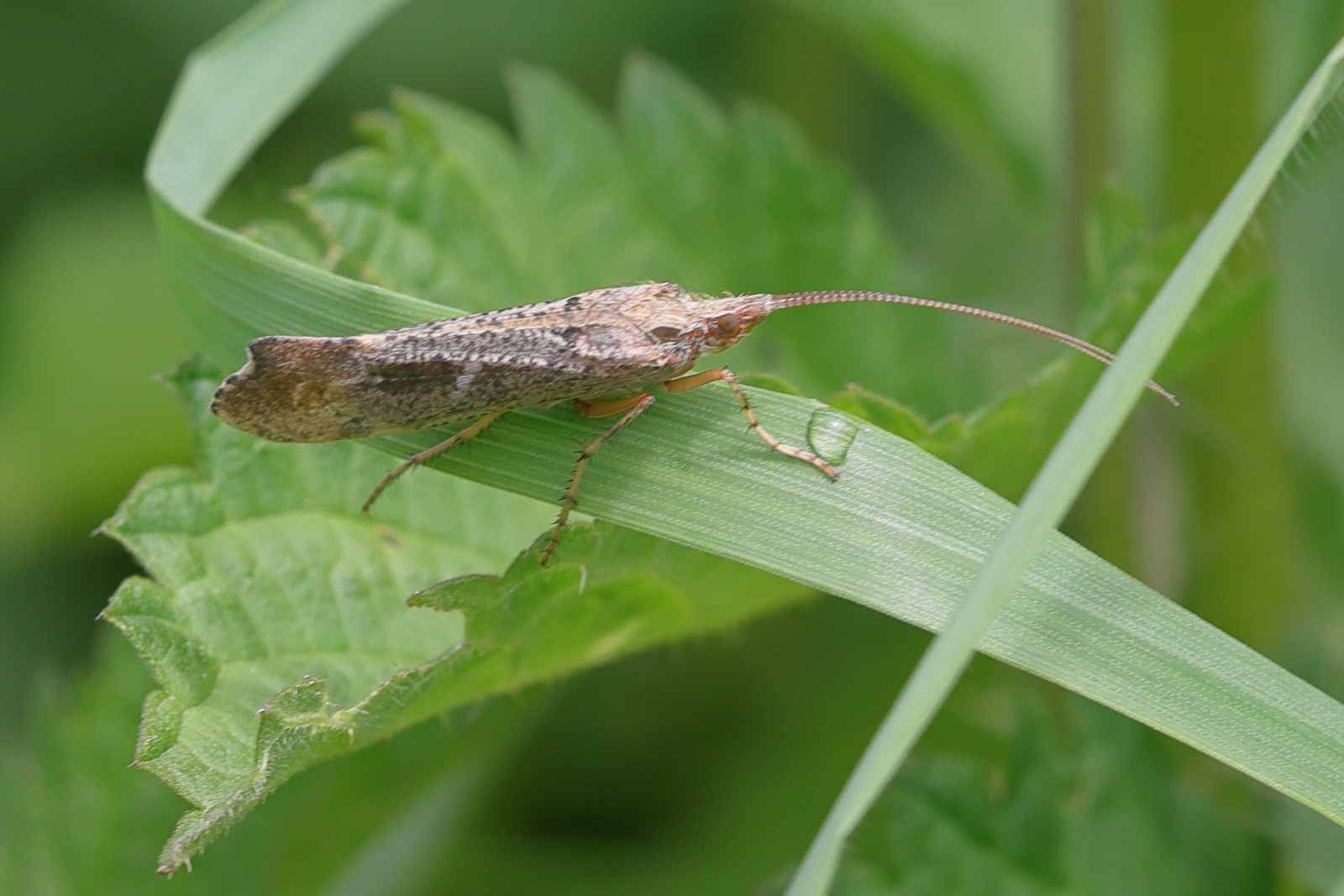 glyphotaelius_pellucidus3md