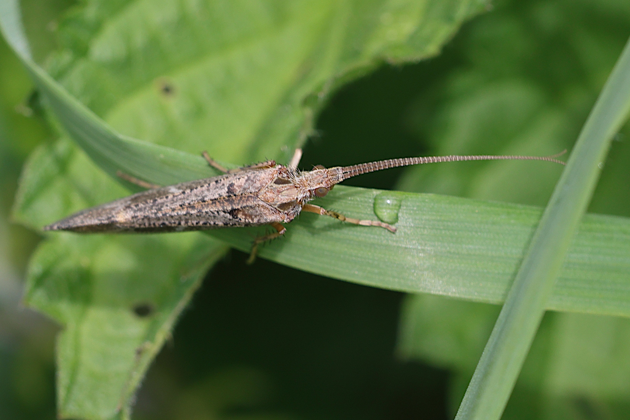 glyphotaelius_pellucidus4md