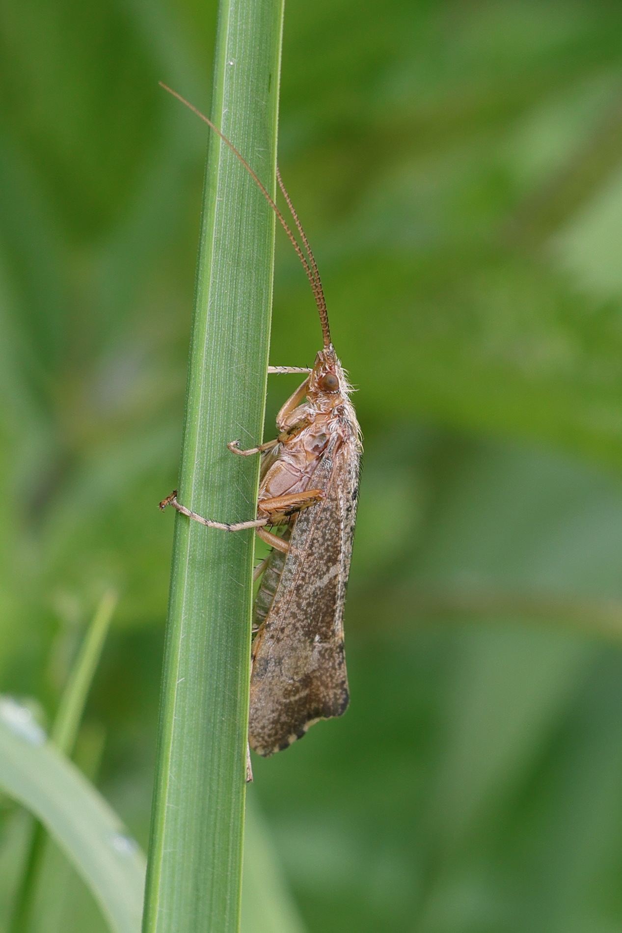 glyphotaelius_pellucidus5md