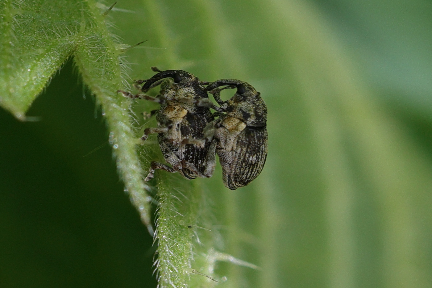 Afficher le média nedyus_quadrimaculatus2md nedyus_quadrimaculatus2md