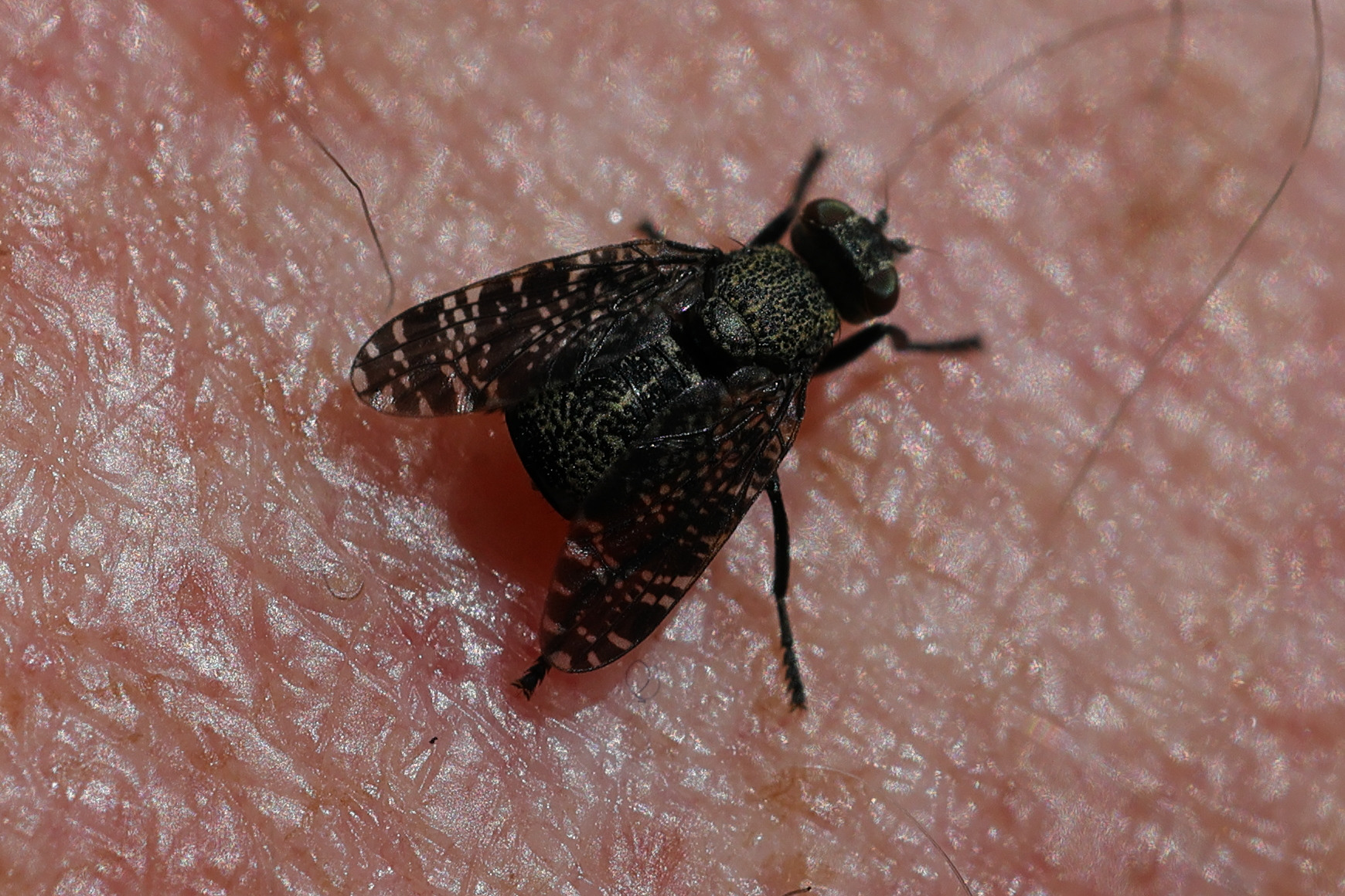 platystoma_seminationis2md