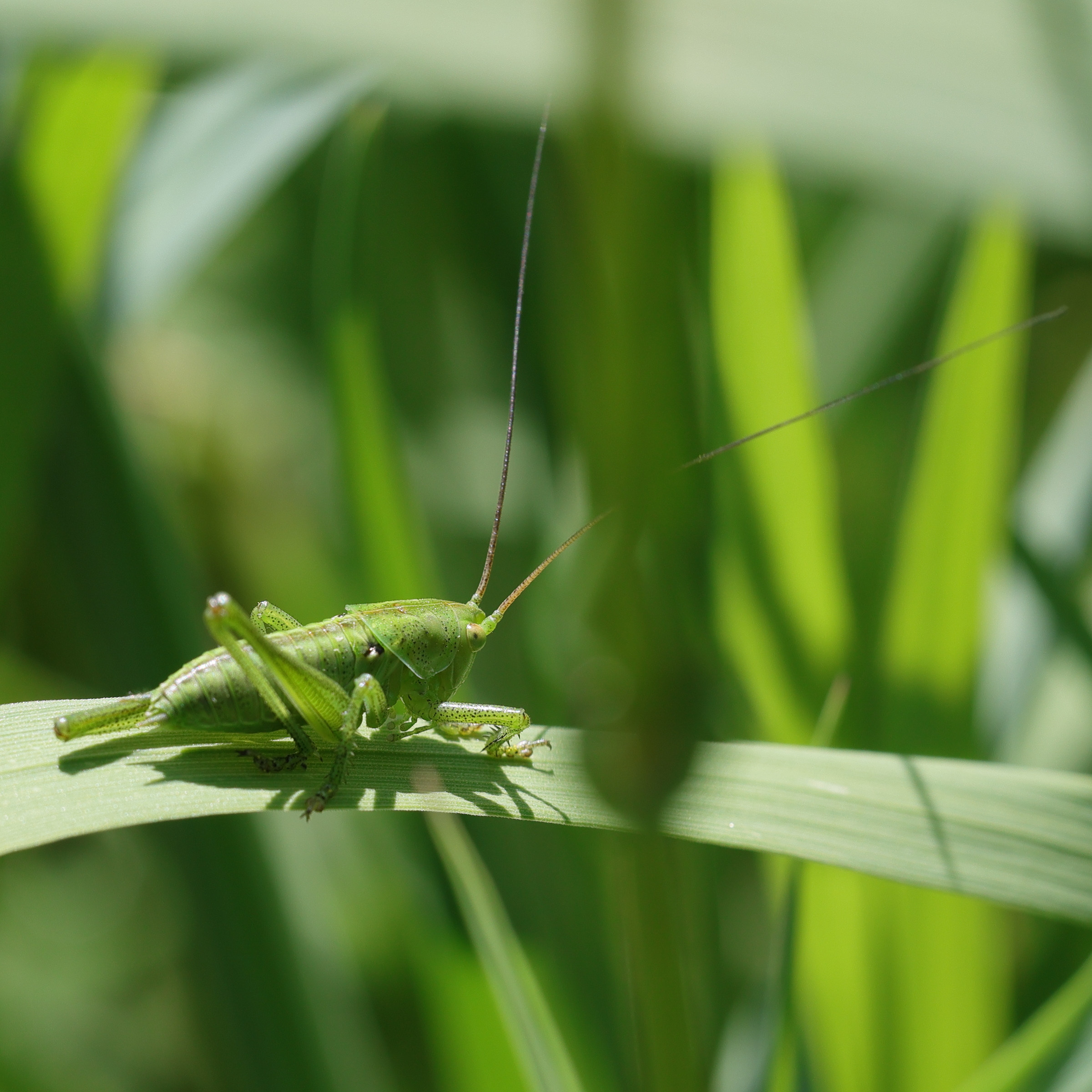 tettigonia_viridissima13md