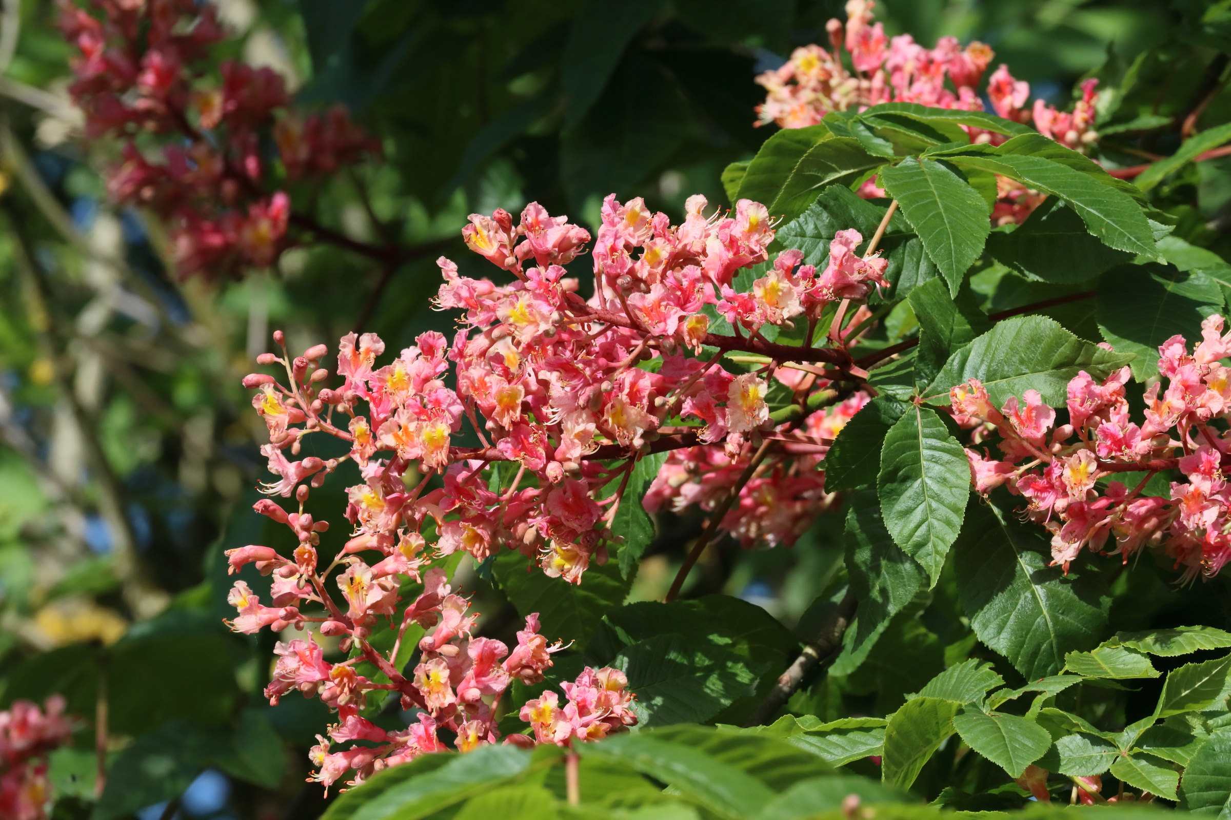 Afficher le média aesculus_x_carnea8bd aesculus_x_carnea8bd