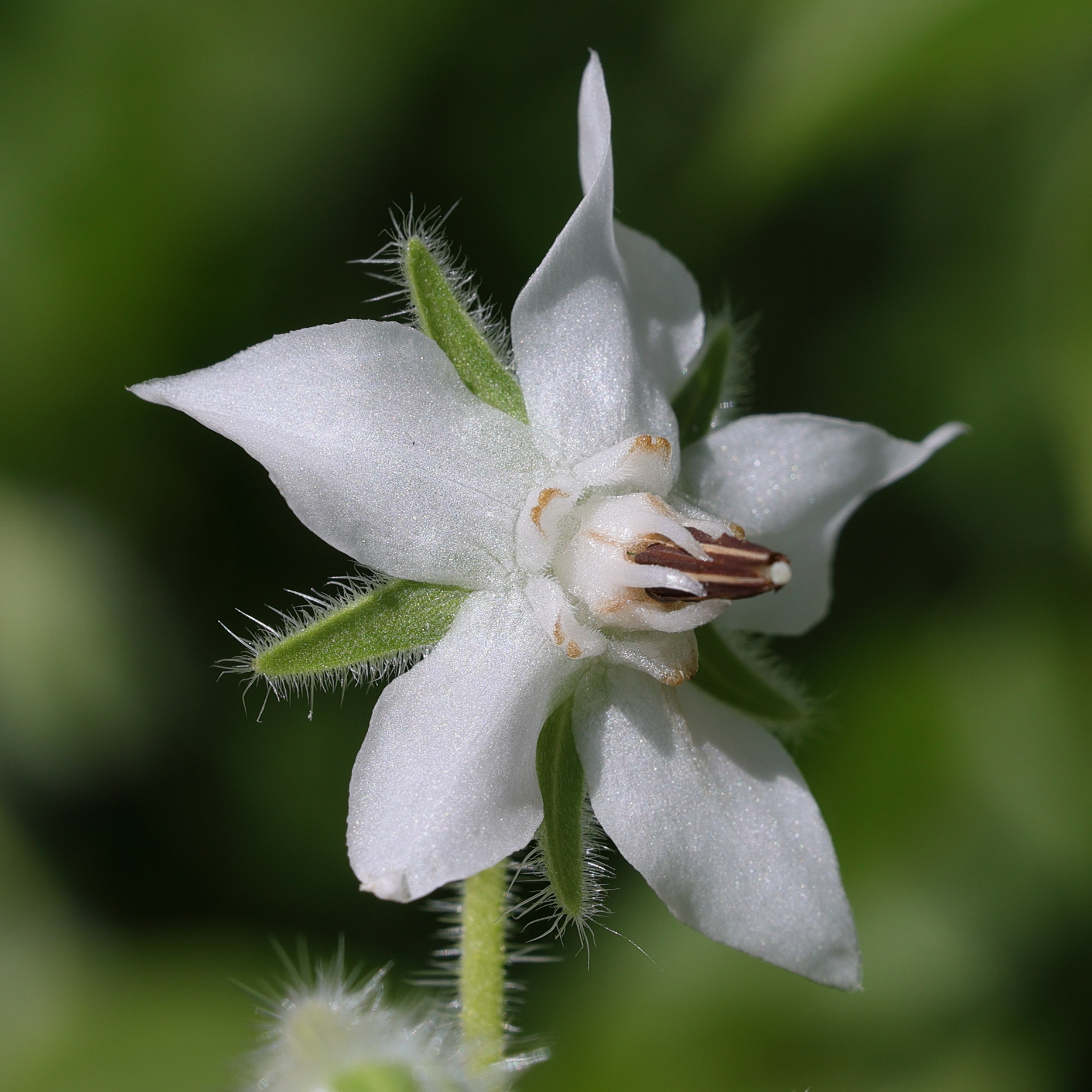 borago_officinalis6md