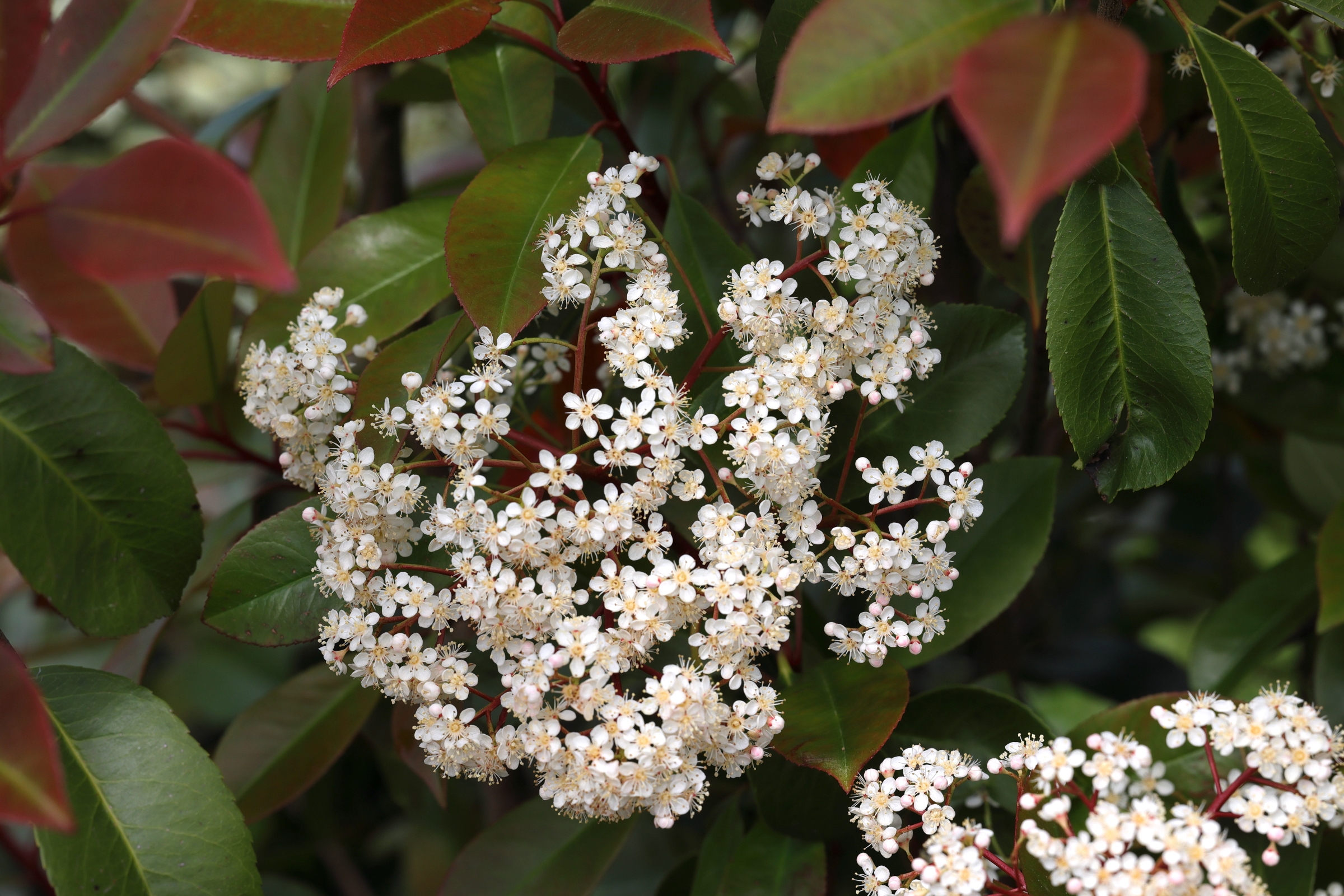 Afficher le média photinia_x_fraseri2md photinia_x_fraseri2md