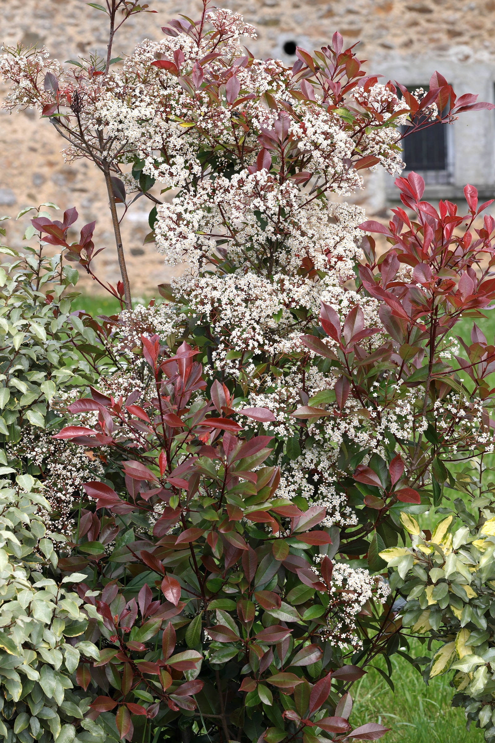 Afficher le média photinia_x_fraseri3md photinia_x_fraseri3md
