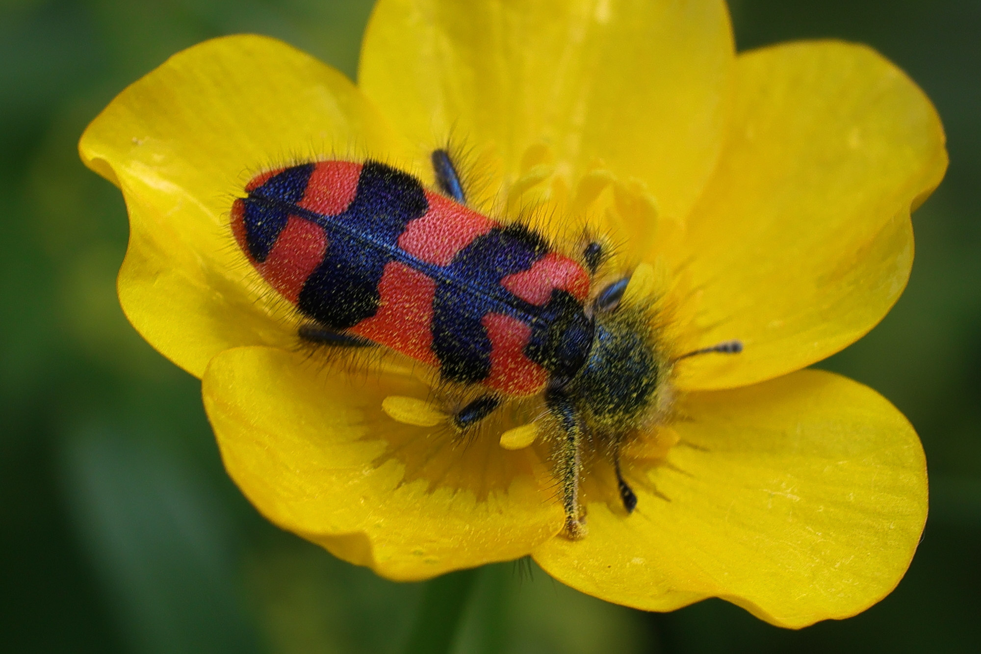 trichodes_alvearius1md