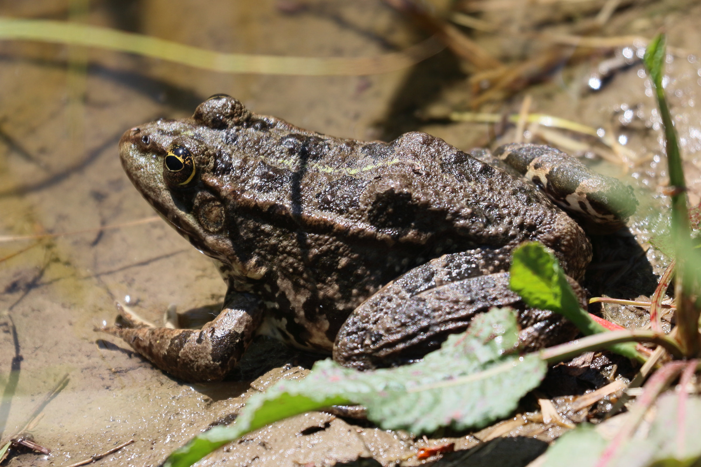 pelophylax_ridibundus10bd