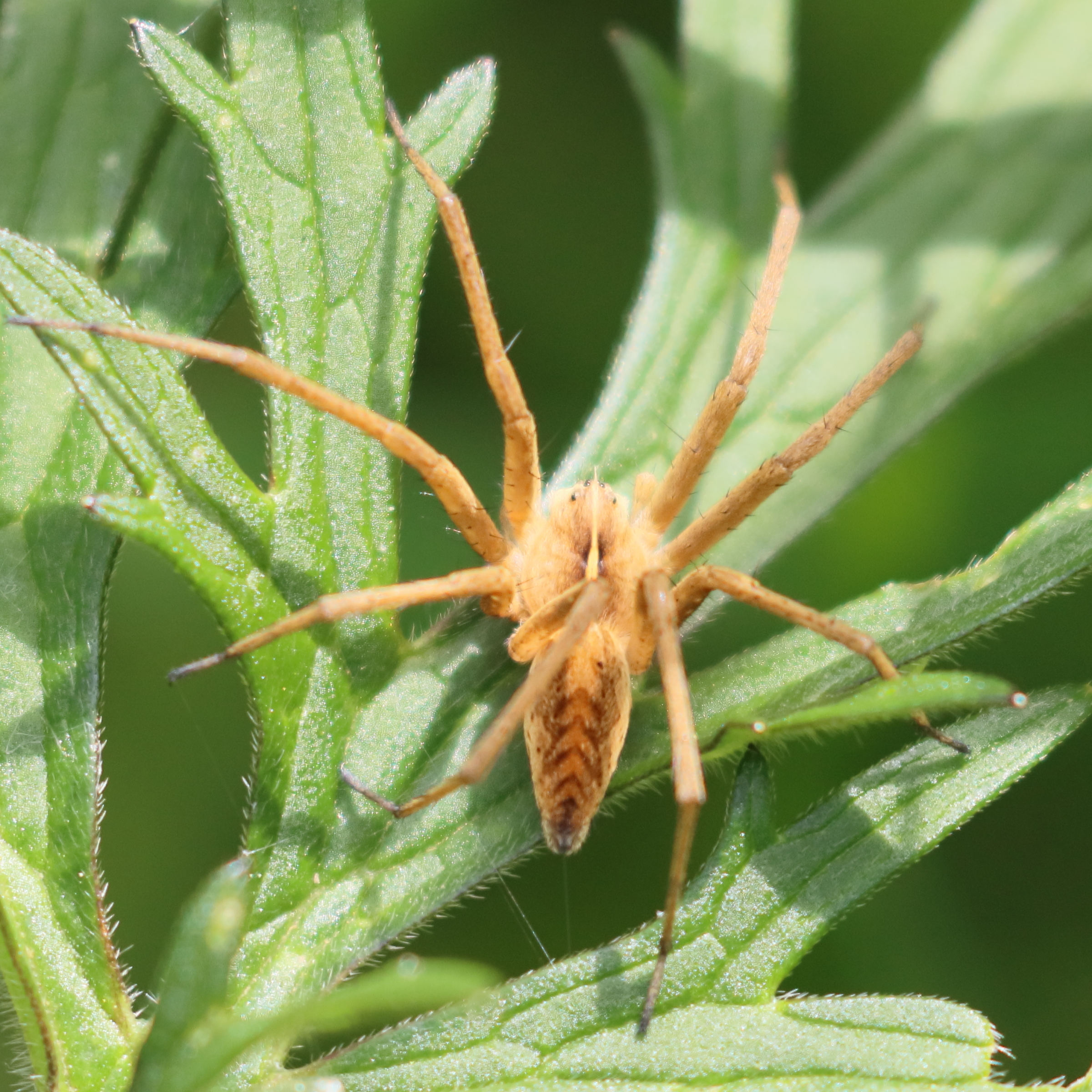 pisaura_mirabilis12bd