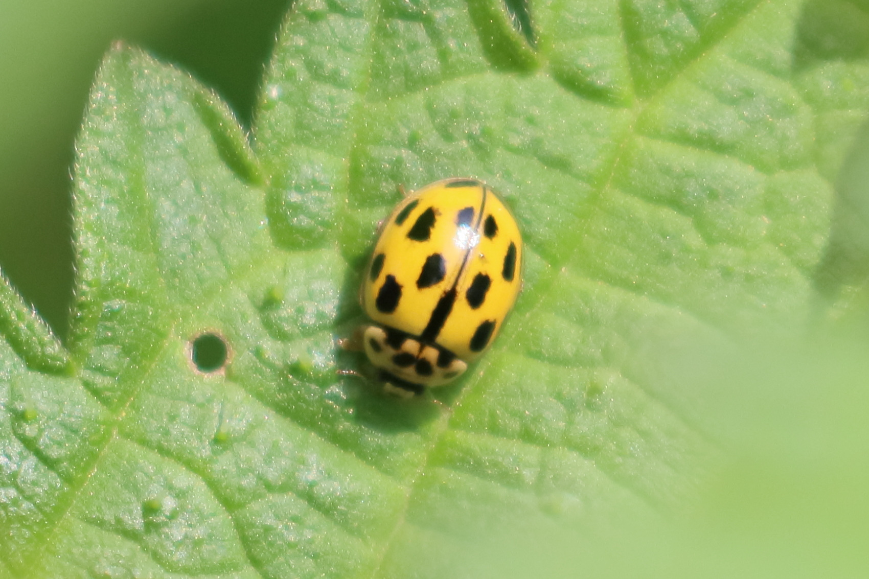 Afficher le média propylea_quatuordecimpunctata11bd propylea_quatuordecimpunctata11bd
