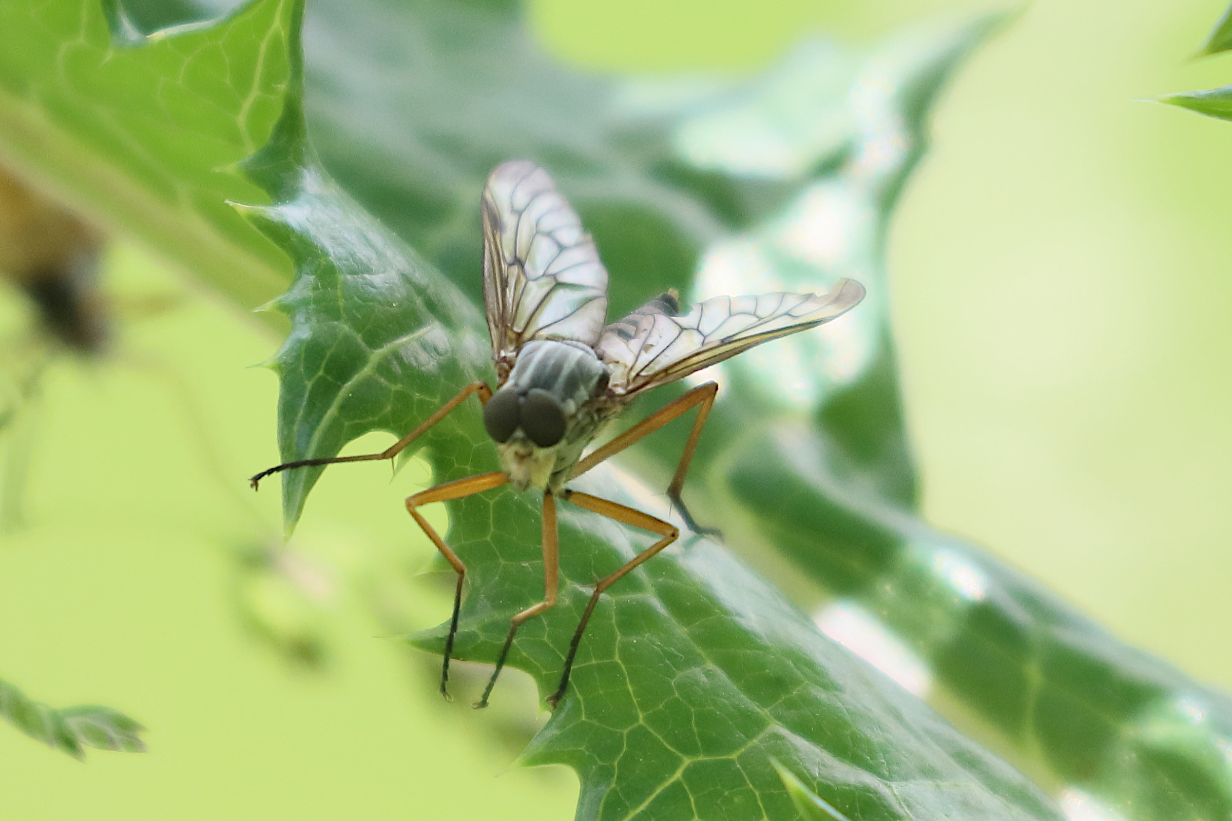 rhagio_scolopaceus5bd