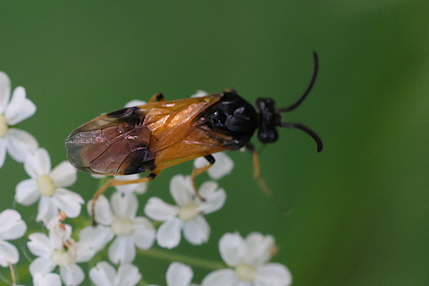 arge_cyanocrocera4md