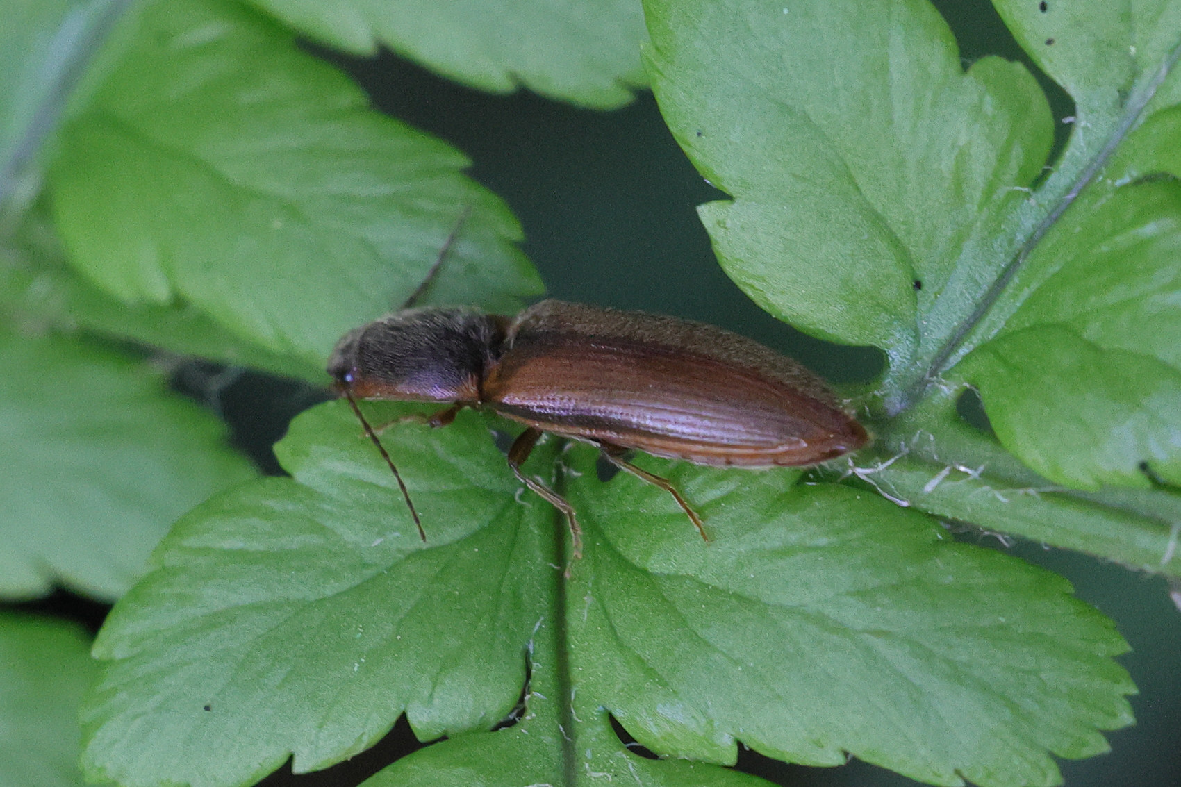 athous_haemorrhoidalis1md