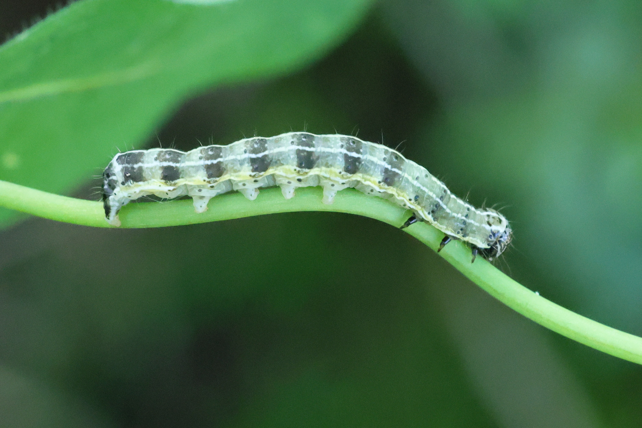 orthosia_cruda_ch4md