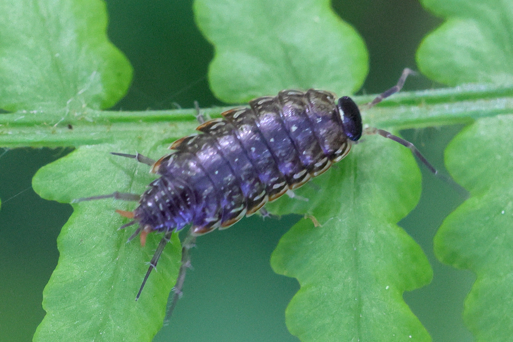 Afficher le média philoscia_muscorum1md philoscia_muscorum1md