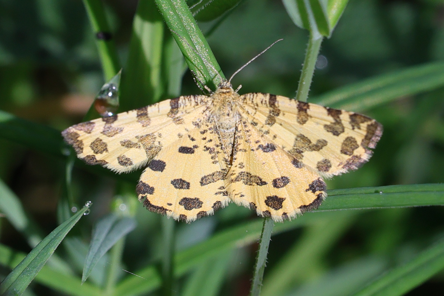 pseudopanthera_macularia4md