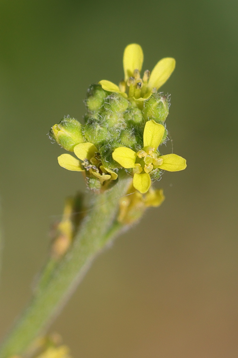 sisymbrium_officinale2md