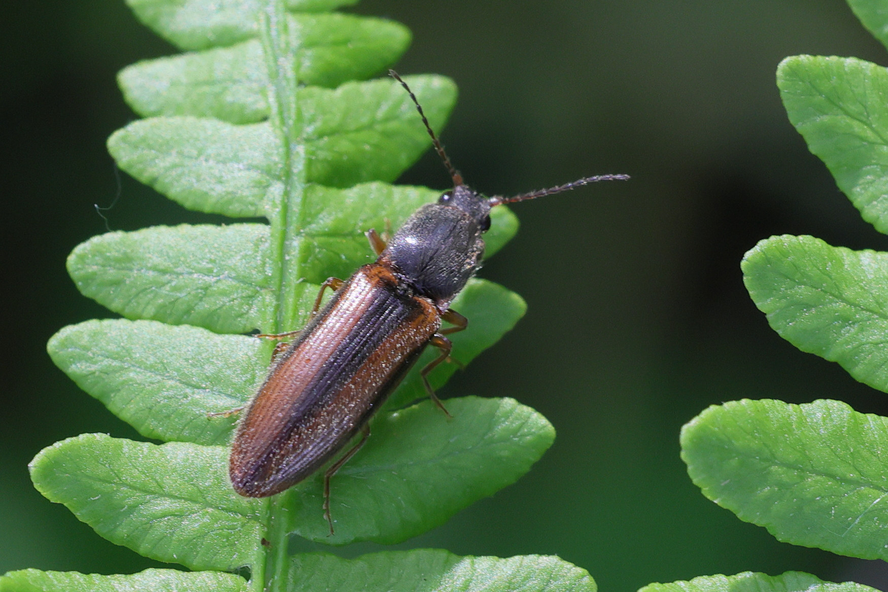 dalopius_marginatus1md