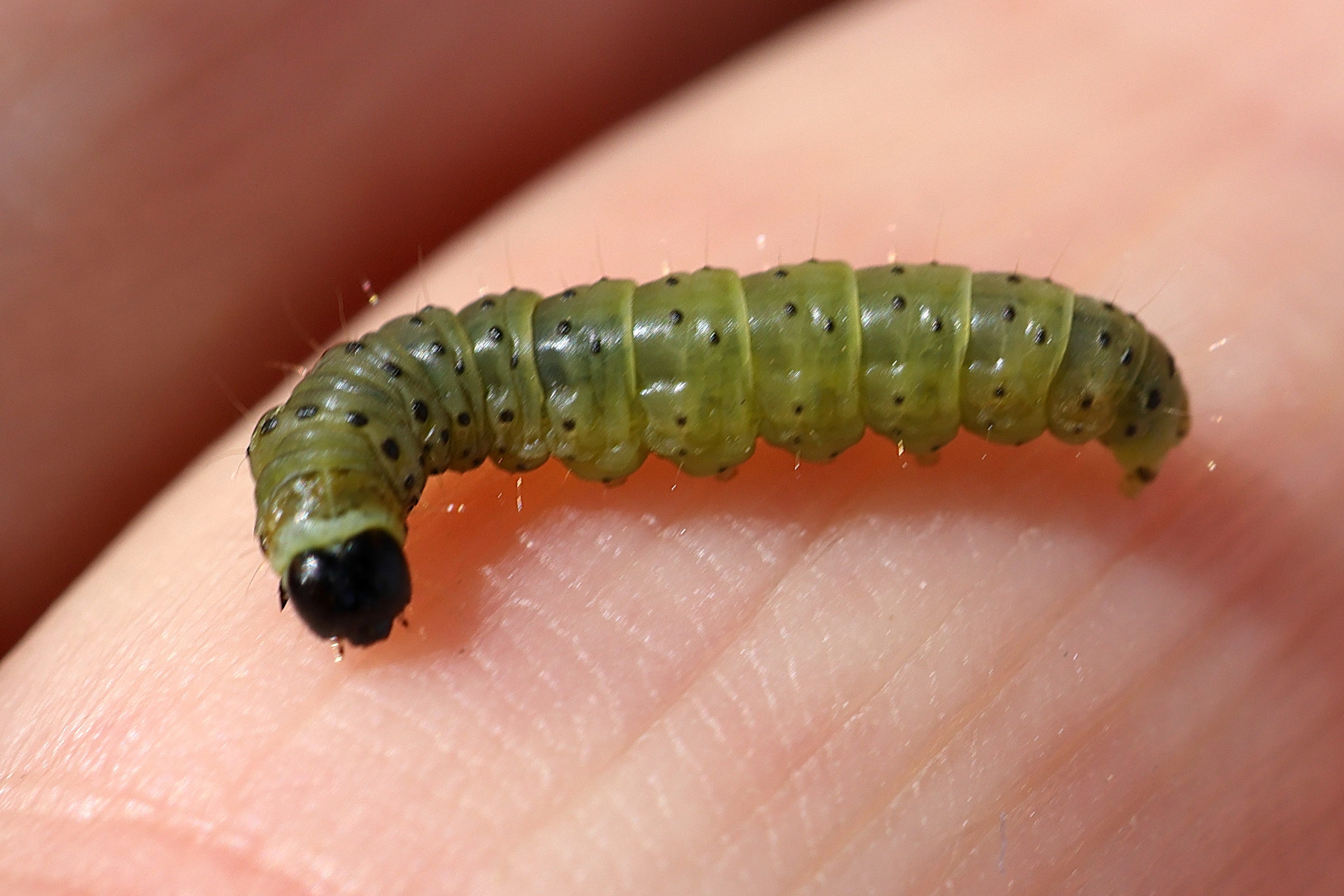 tortrix_viridana_ch1md