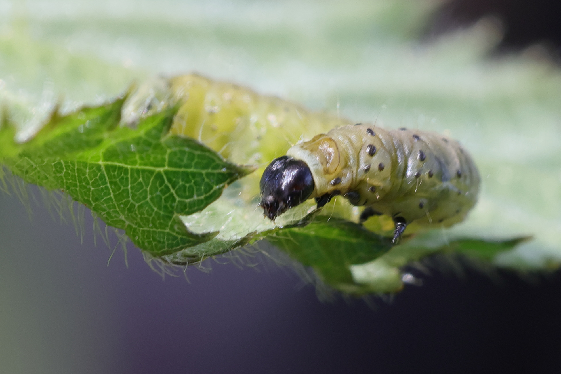 tortrix_viridana_ch2md