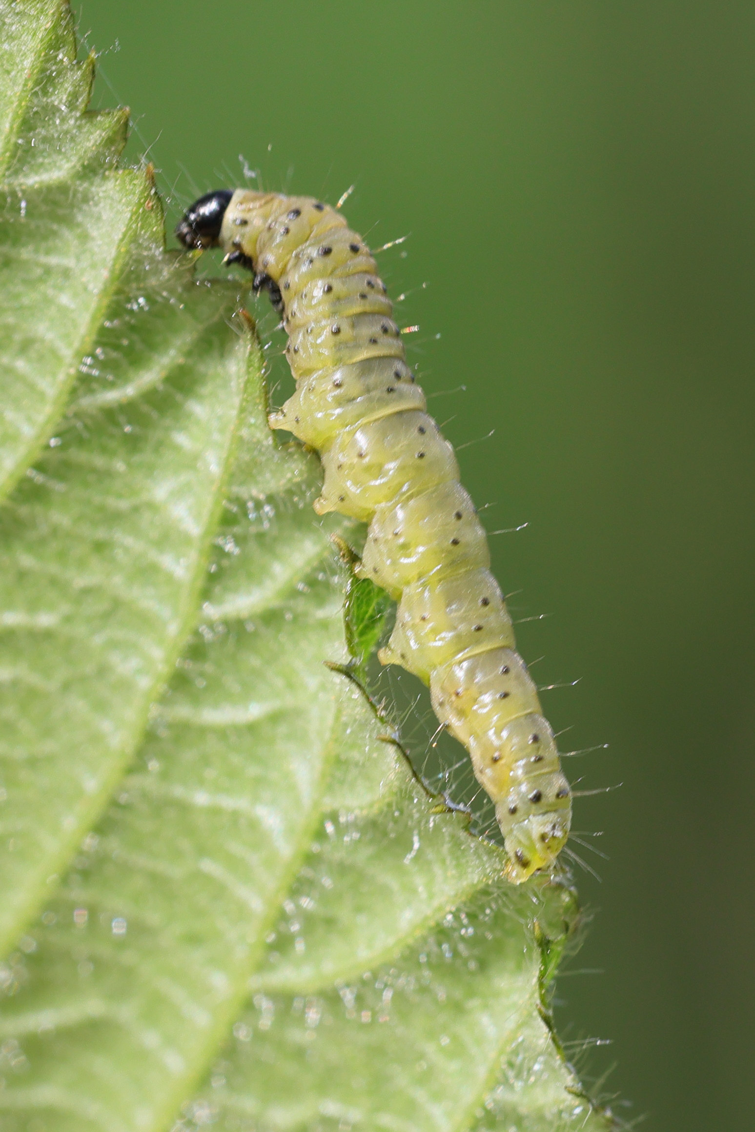 tortrix_viridana_ch3md