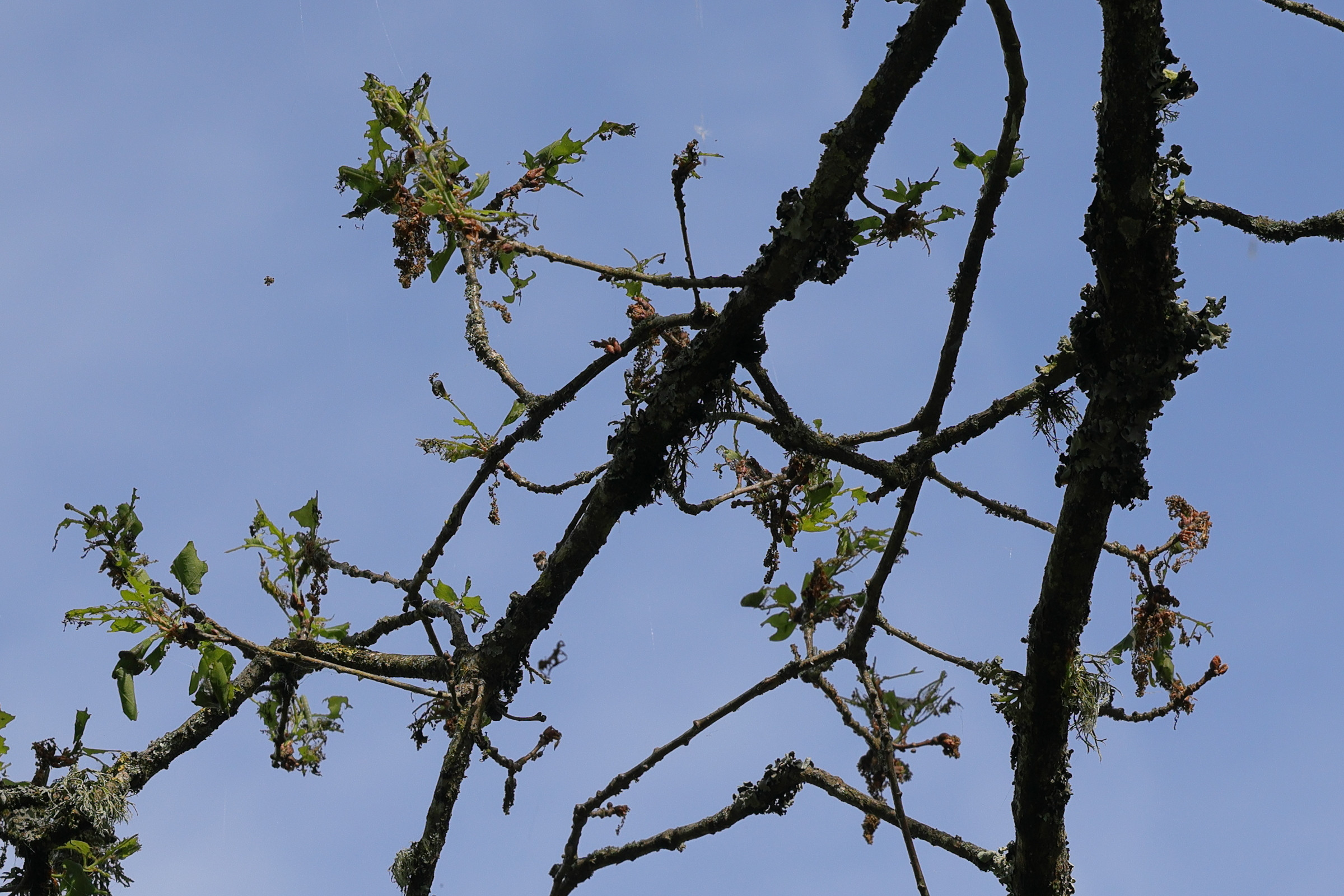 tortrix_viridana_degats1md