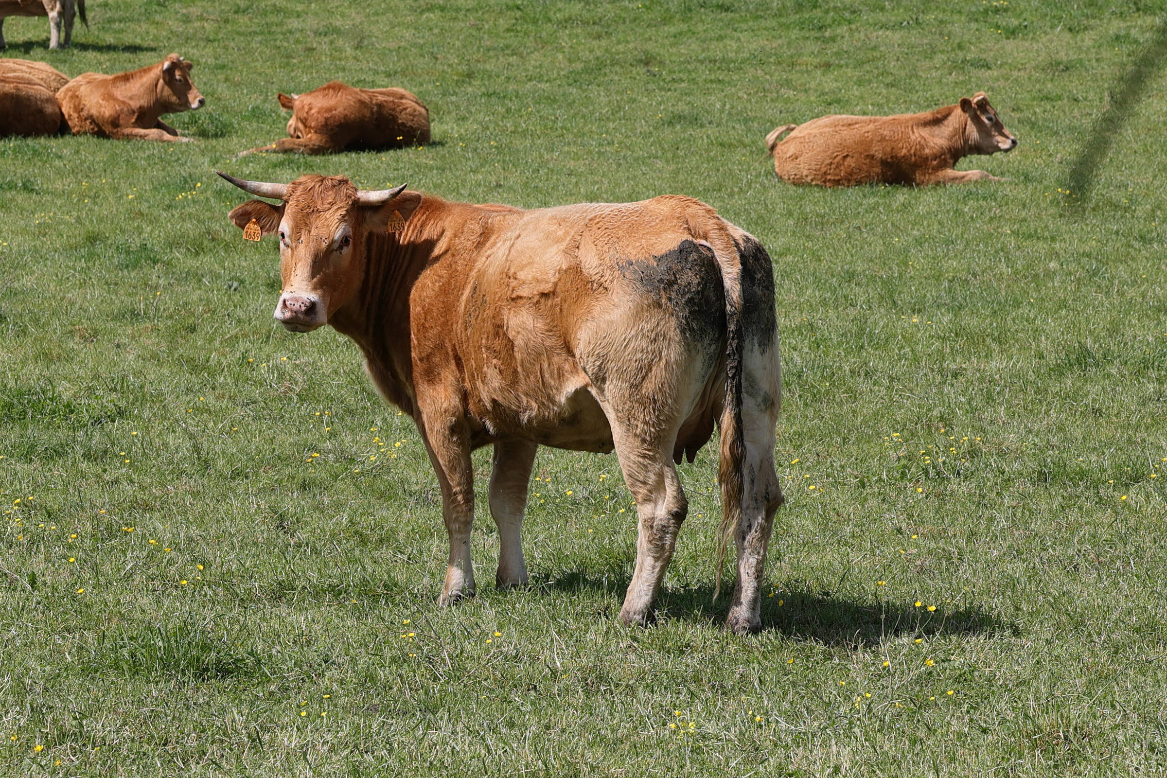 bos_taurus_limousine3md