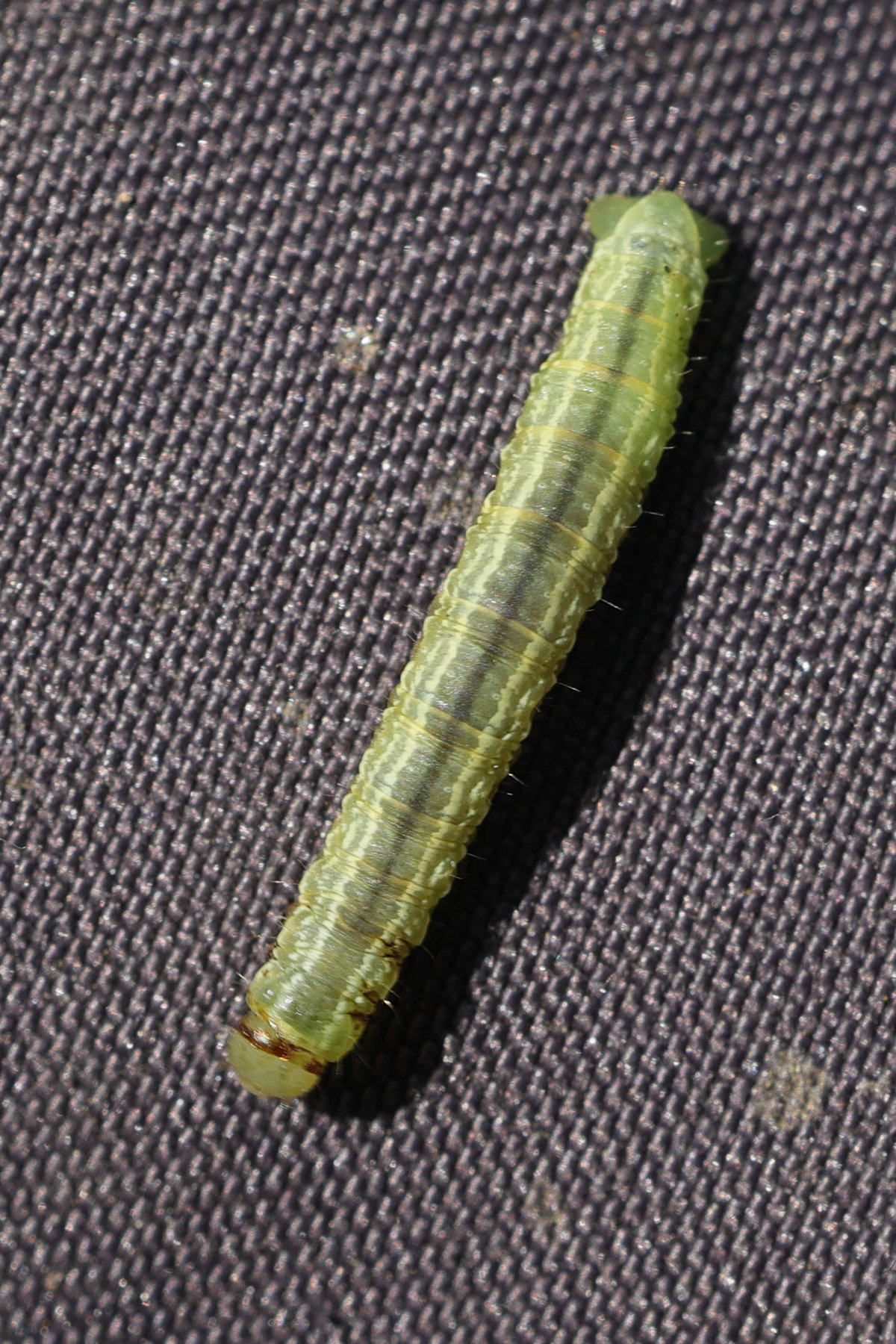 operophtera_brumata_ch4md