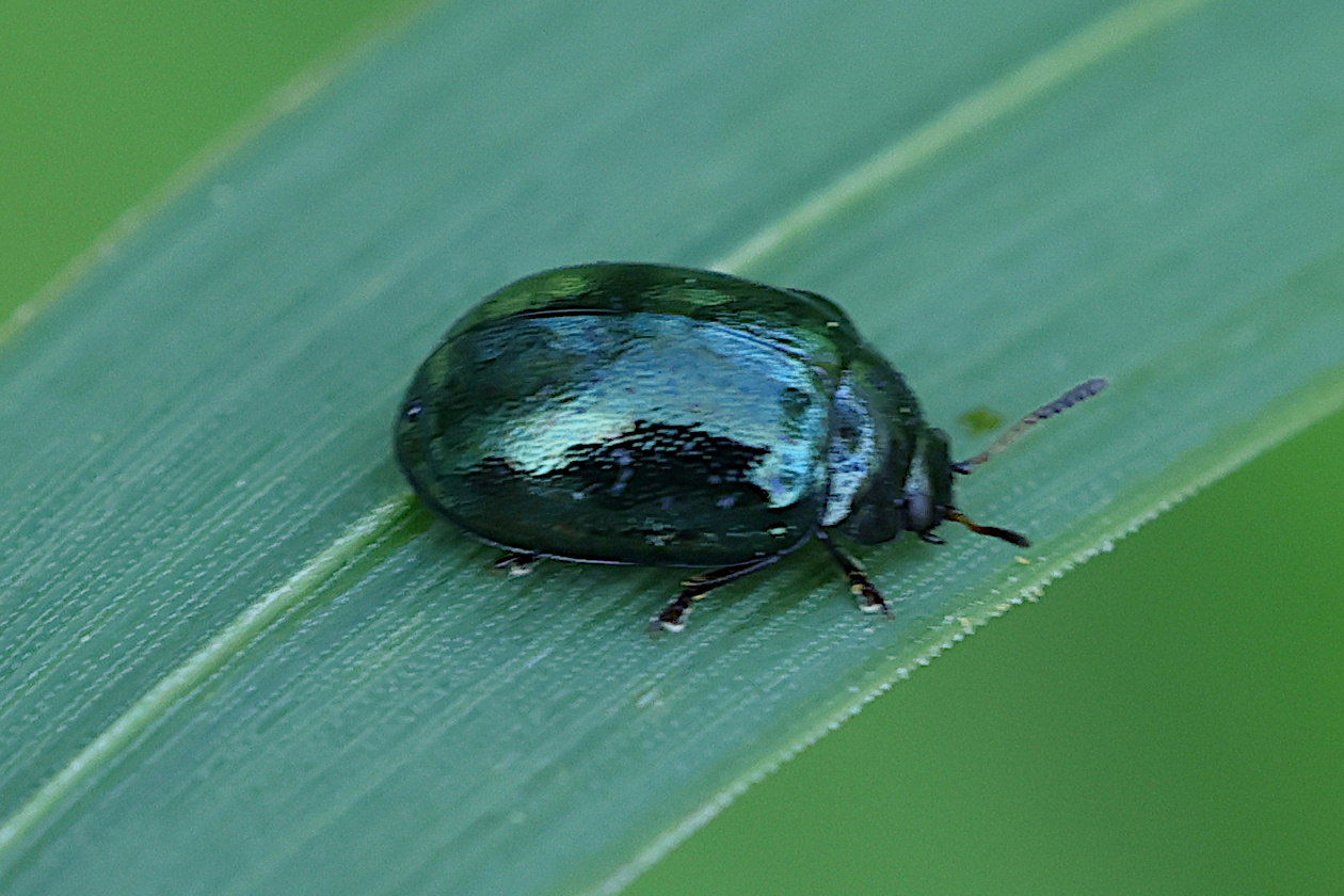 Afficher le média plagiodera_versicolora2md plagiodera_versicolora2md