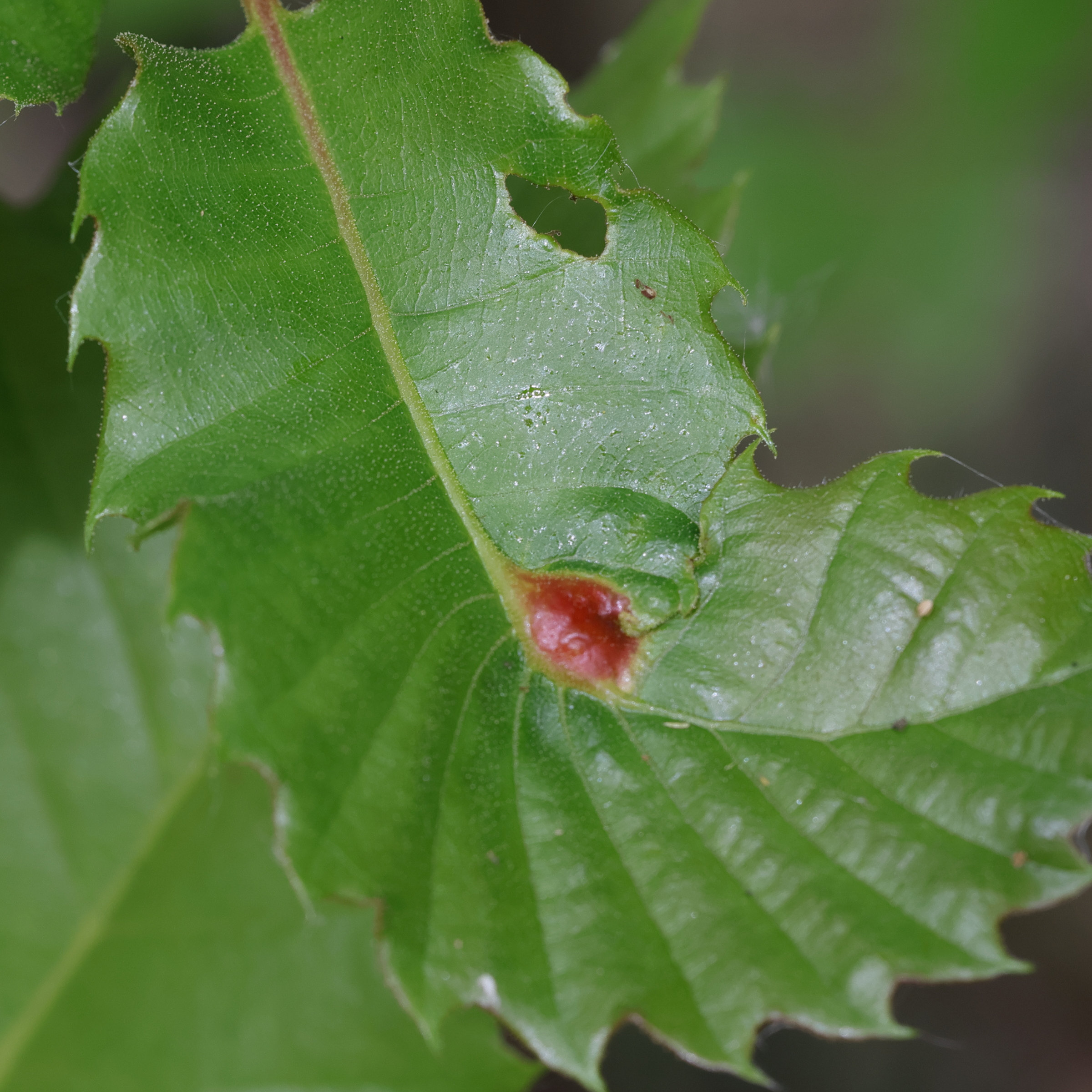 dryocosmus_kuriphilus7md